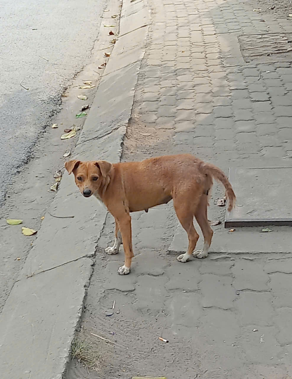 Nỗi lo chó thả rông - Ảnh 1.