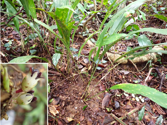 Bất ngờ ph&aacute;t hiện 2 lo&agrave;i thực vật mới ở Động Ch&acirc;u - Khe Nước Trong - Ảnh 3.