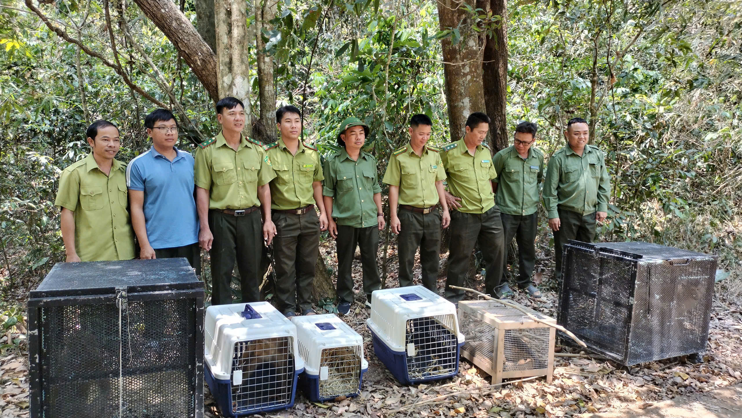 Thả rắn hổ mang chúa 3 mét về rừng: Câu chuyện bảo tồn động vật qúy hiếm - Ảnh 1.