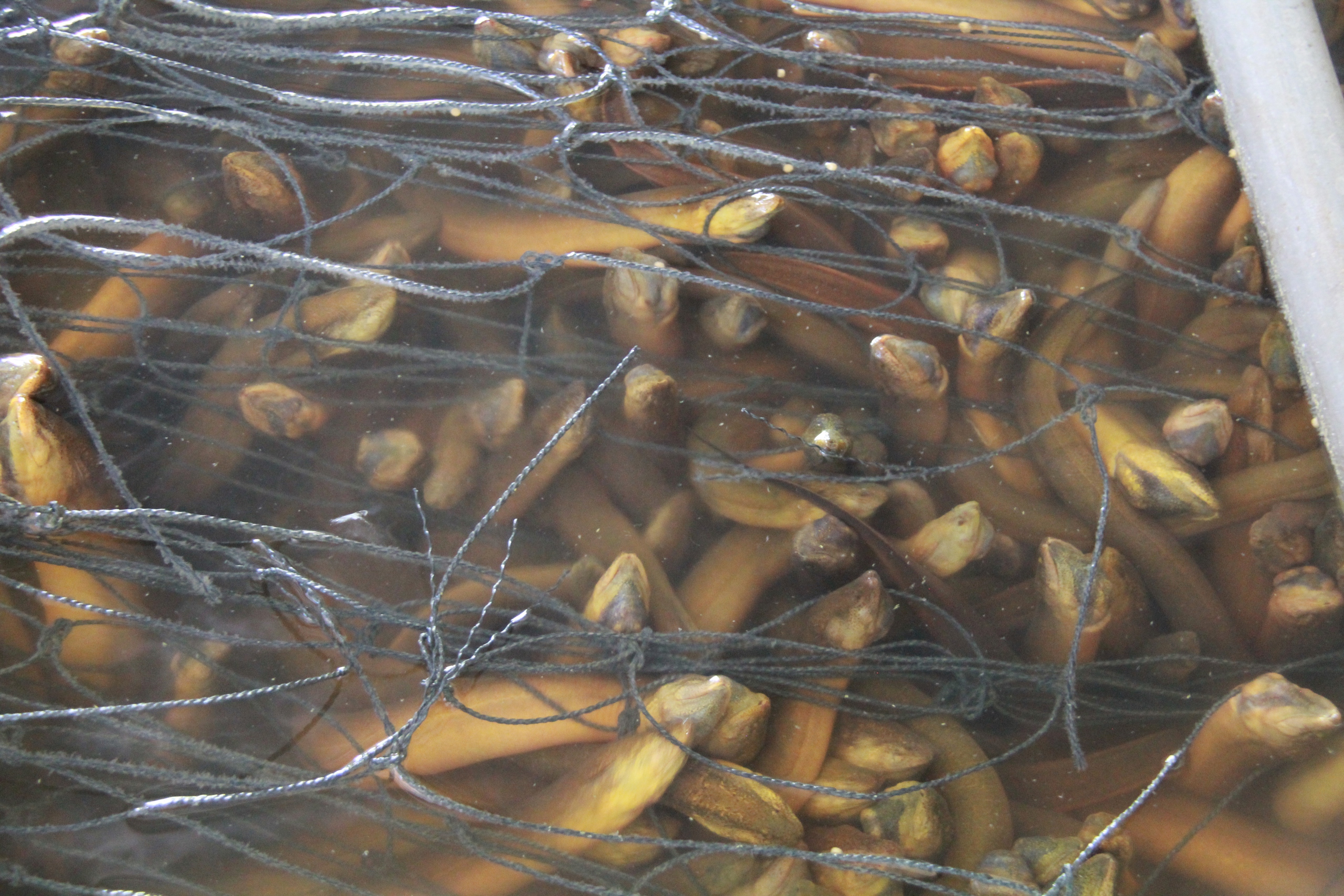 Hình ảnh hàng chục ngàn con lươn quá lứa, chưa được tiêu thụ ở Cần Thơ - Ảnh 3.