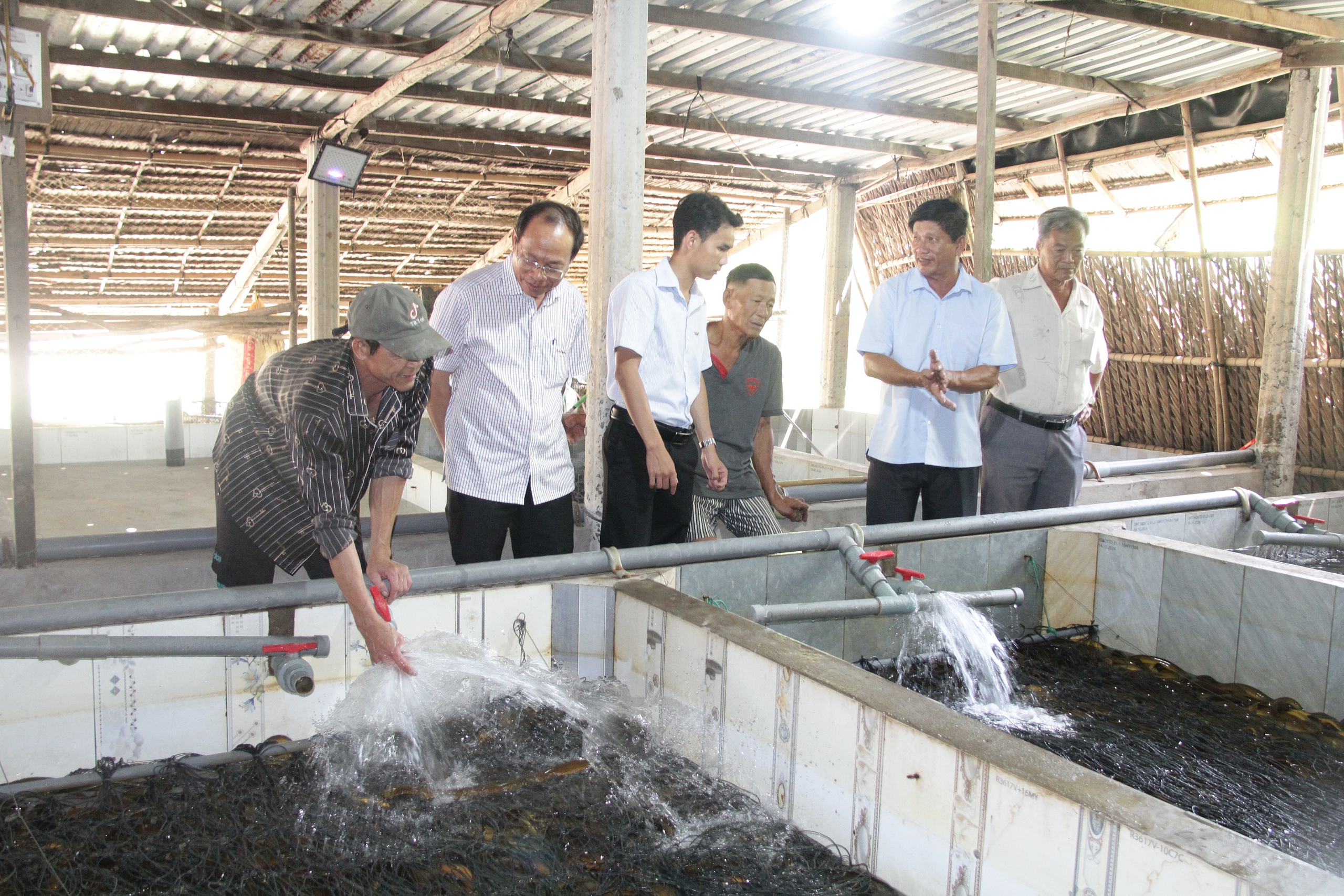 Hình ảnh hàng chục ngàn con lươn quá lứa, chưa được tiêu thụ ở Cần Thơ - Ảnh 1.