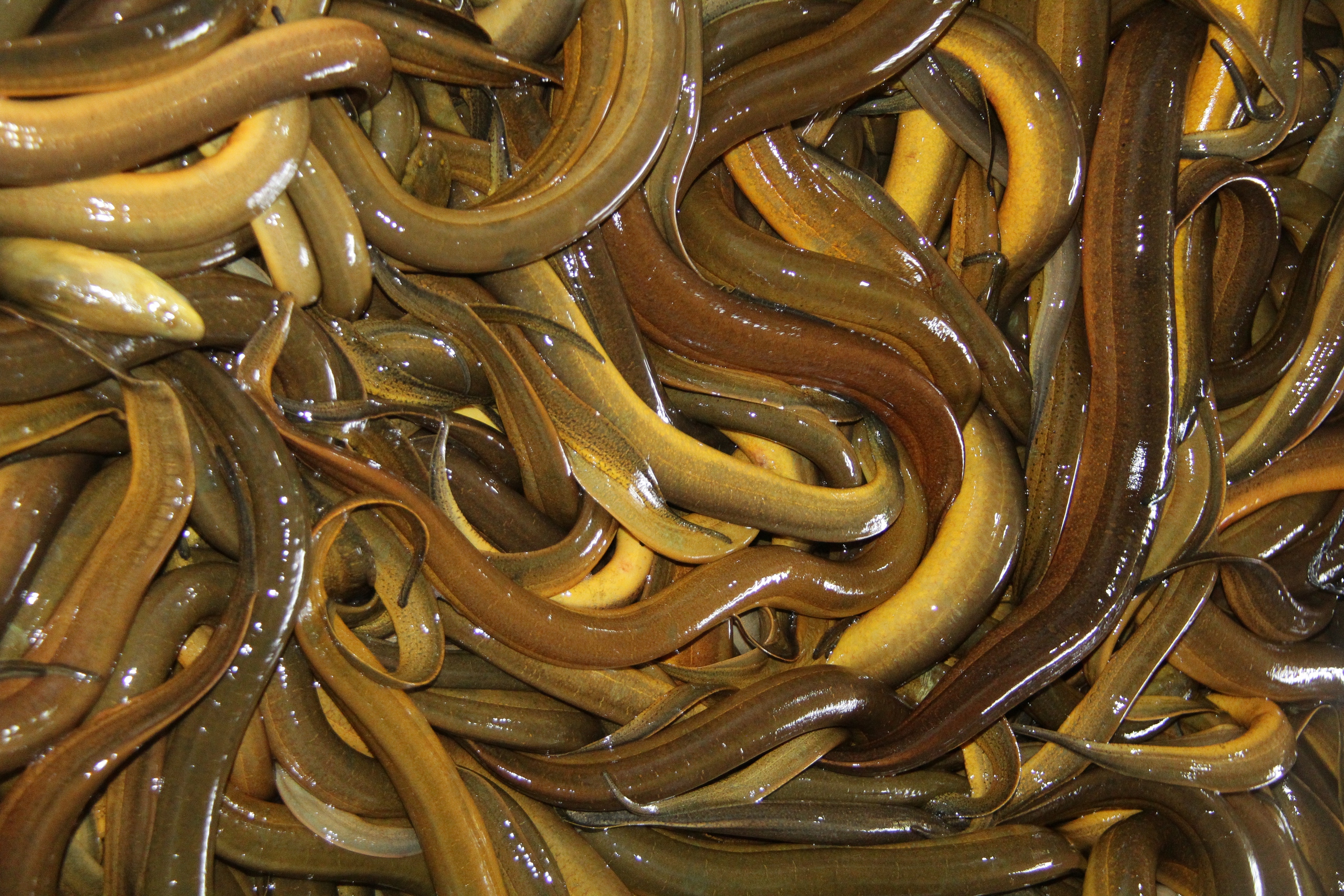 Giá lươn giảm sâu tại Cần Thơ: 4 . 000 Tấn chưa tiêu thụ gây khó khăn cho Nông dân - Ảnh 3.