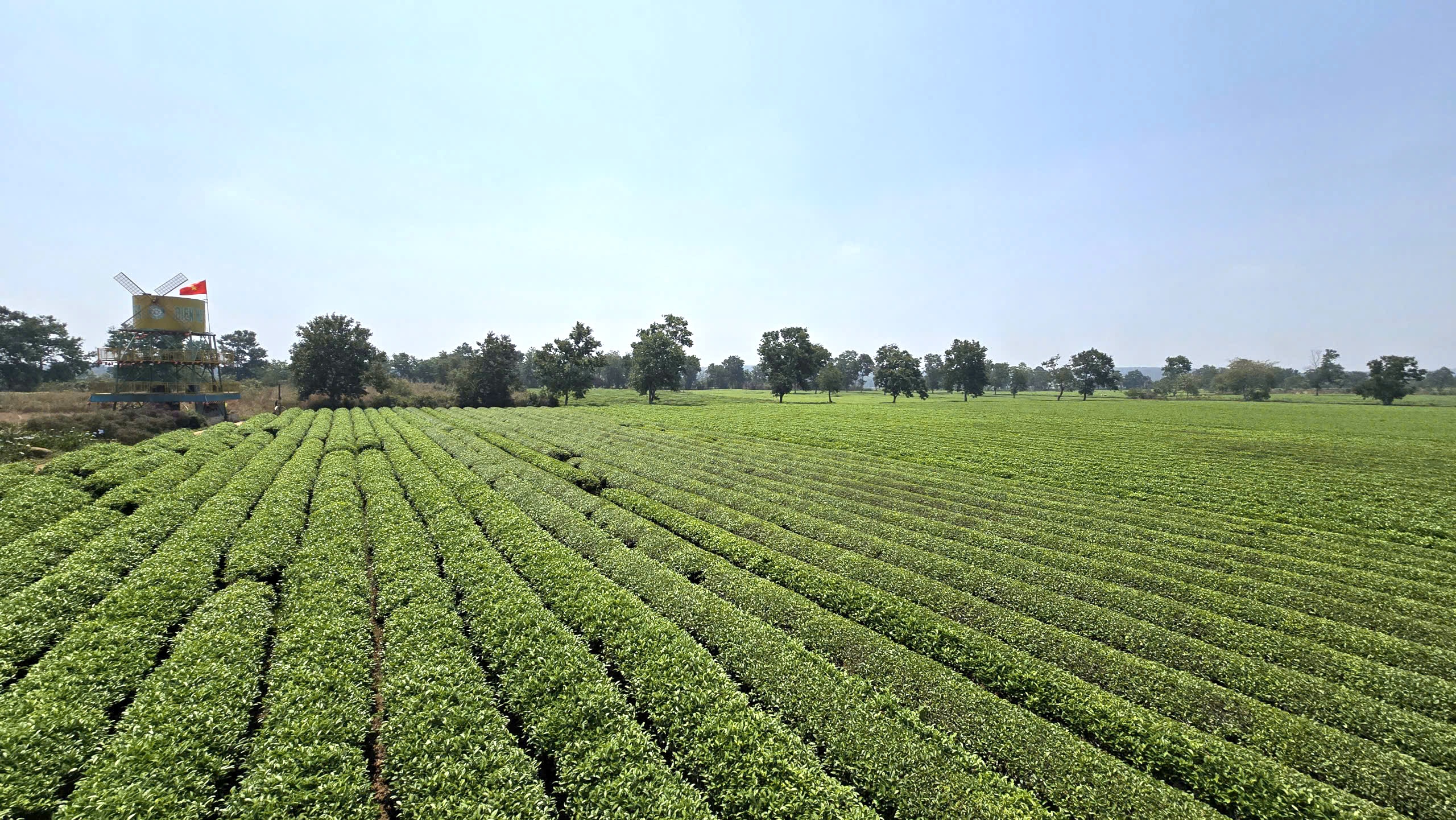 Giữ nguyên 62 ha chè tạo cảnh quan Biển Hồ - Ảnh 1.