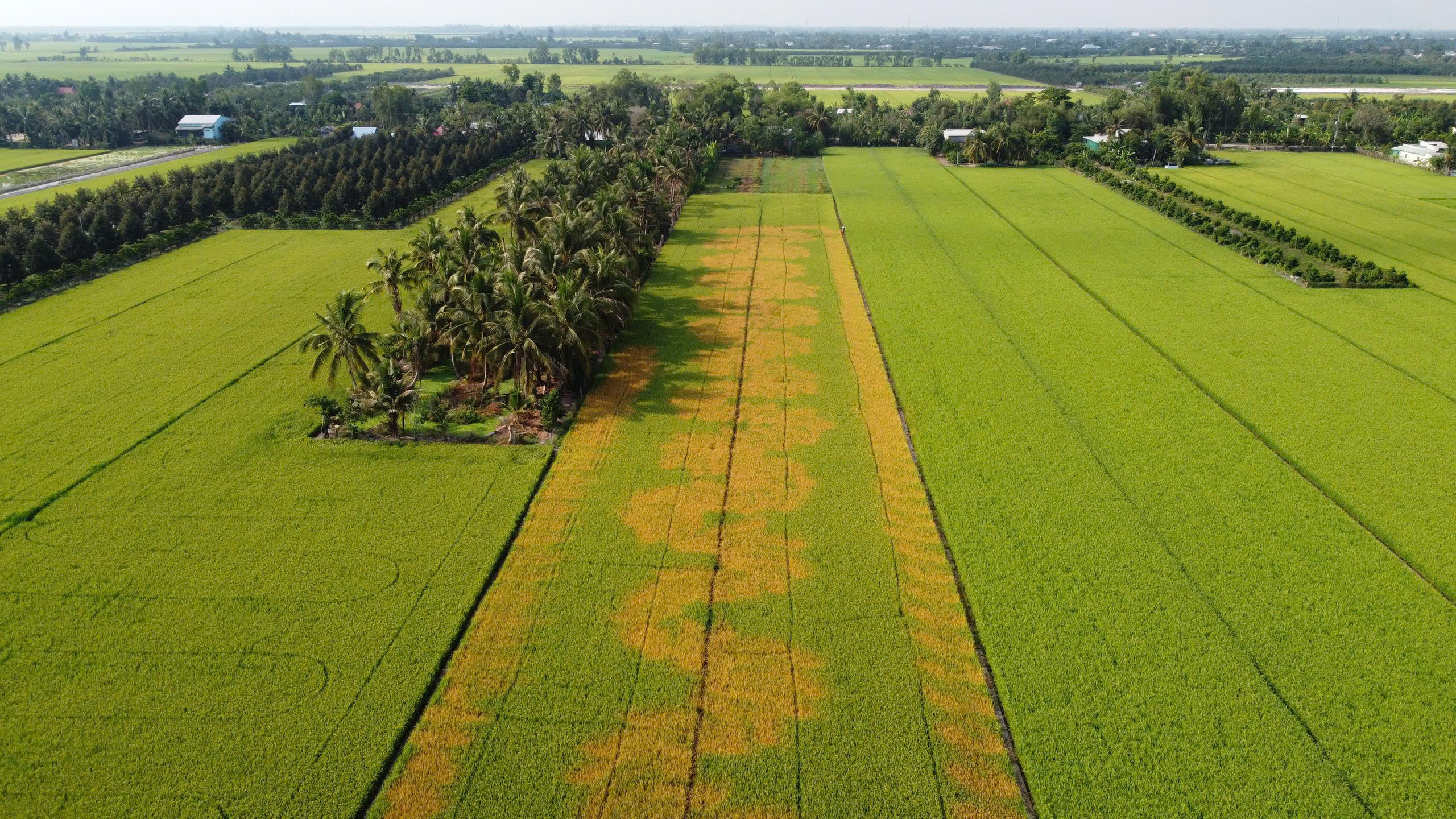 Nhức nhói nạn phá hoại nông, thủy sản của người dân - Ảnh 1.