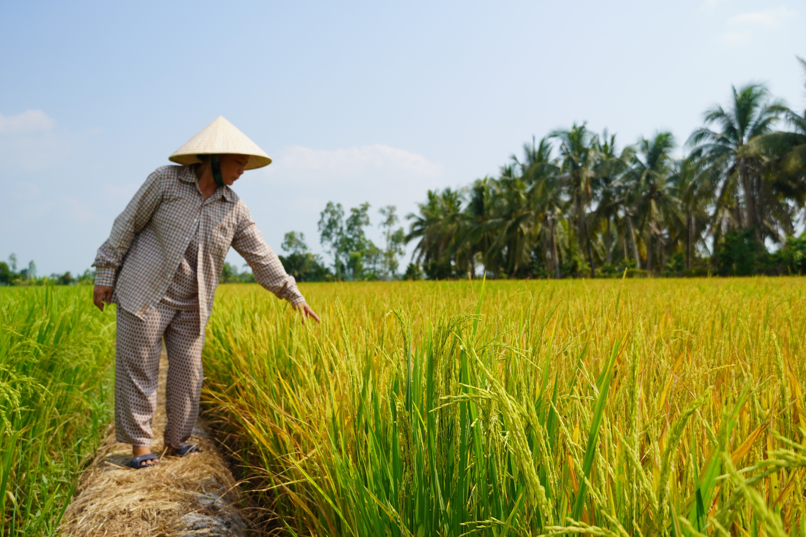 Công an vào cuộc vụ ruộng lúa ở Đồng Tháp nghi bị phá hoại 2 lần - Ảnh 1.