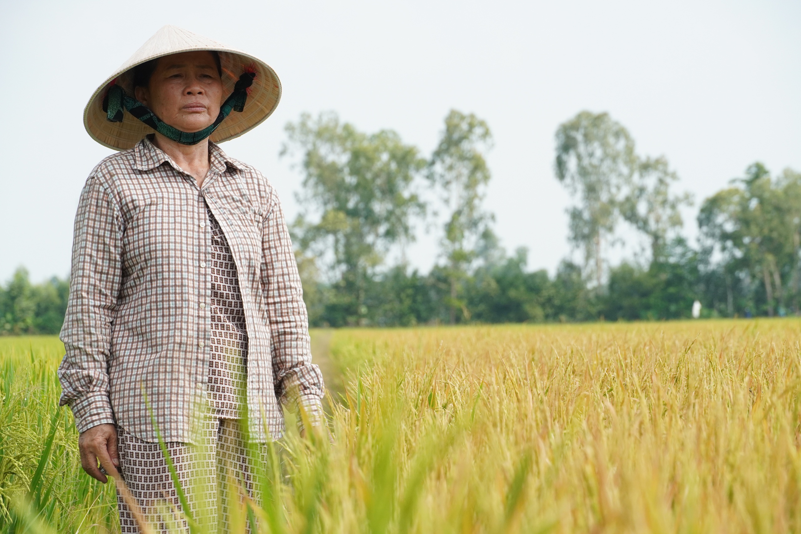 Nhức nhói nạn phá hoại nông, thủy sản của người dân - Ảnh 2.