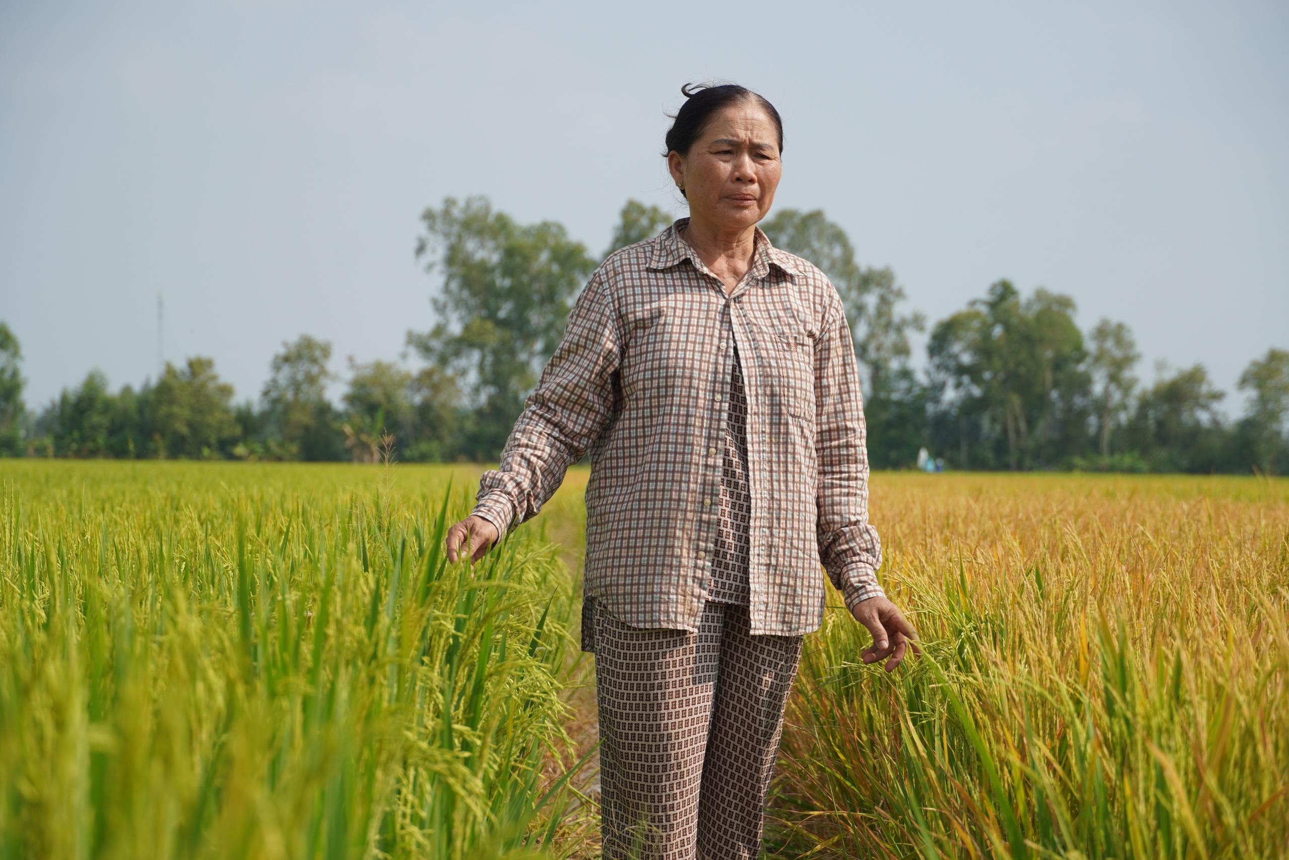 Công an vào cuộc vụ ruộng lúa ở Đồng Tháp nghi bị phá hoại 2 lần - Ảnh 5.