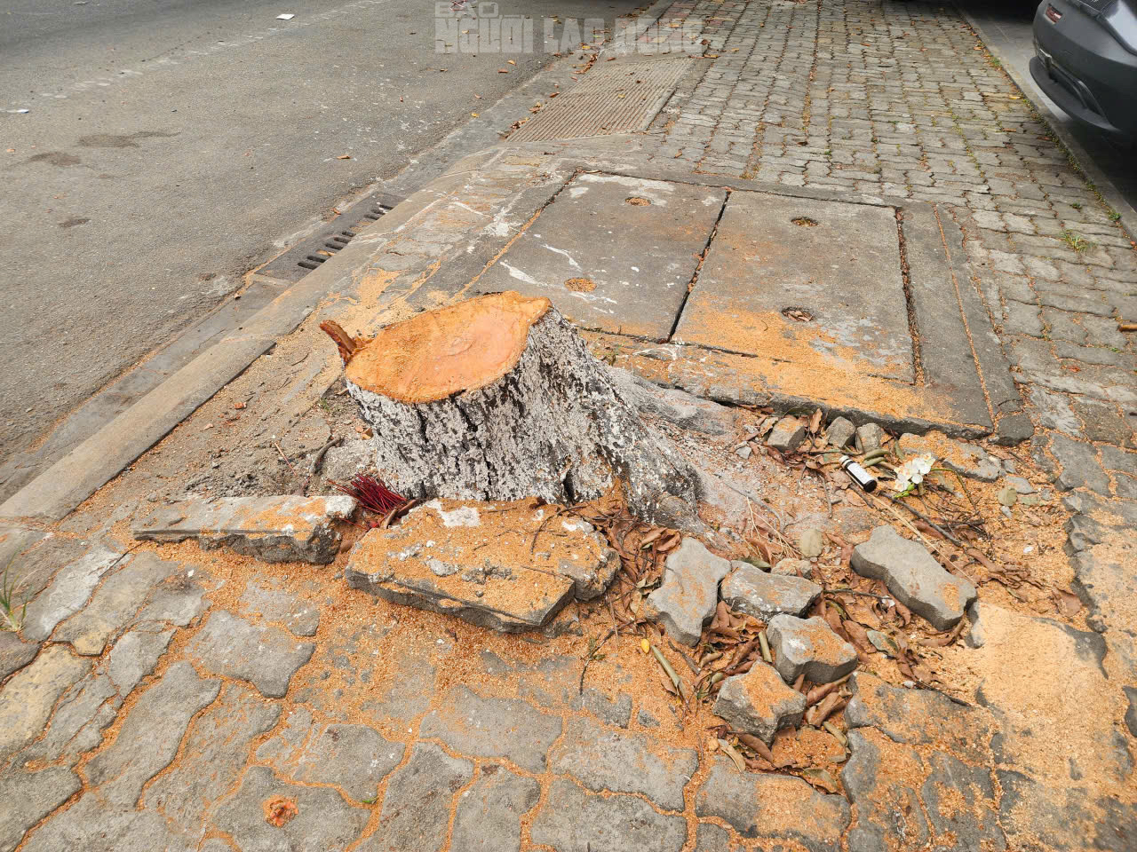 Lý do chặt cây Huế 2026 gây bất ngờ cho người dân khu vực Lê Duẩn - Ảnh 7.