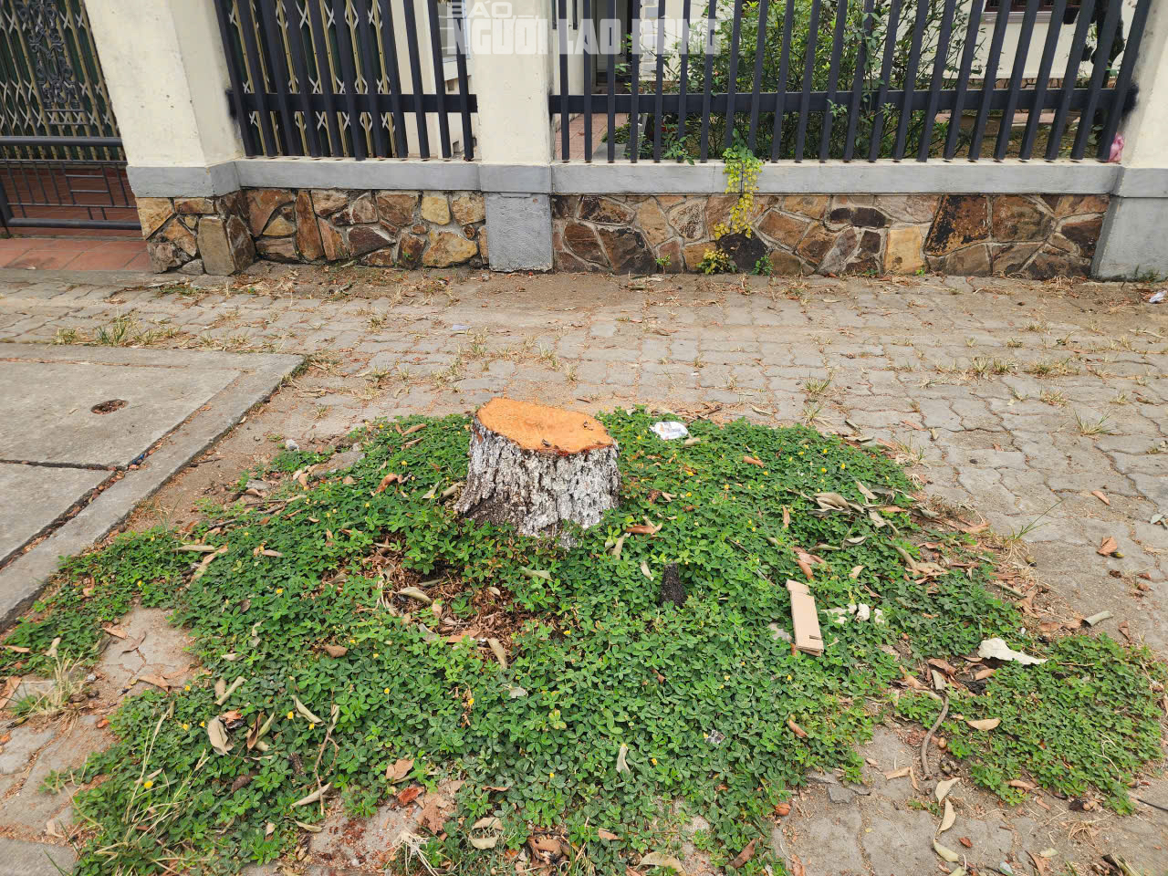 Lý do chặt cây Huế 2026 gây bất ngờ cho người dân khu vực Lê Duẩn - Ảnh 4.