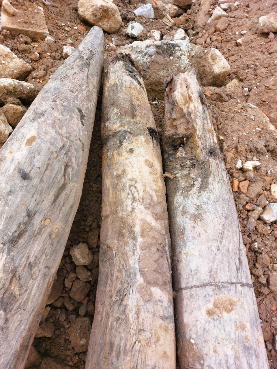 Cận cảnh 3 cọc gỗ cổ ph&aacute;t hiện dưới s&ocirc;ng, nghi c&oacute; từ thời Trần - Ảnh 5.