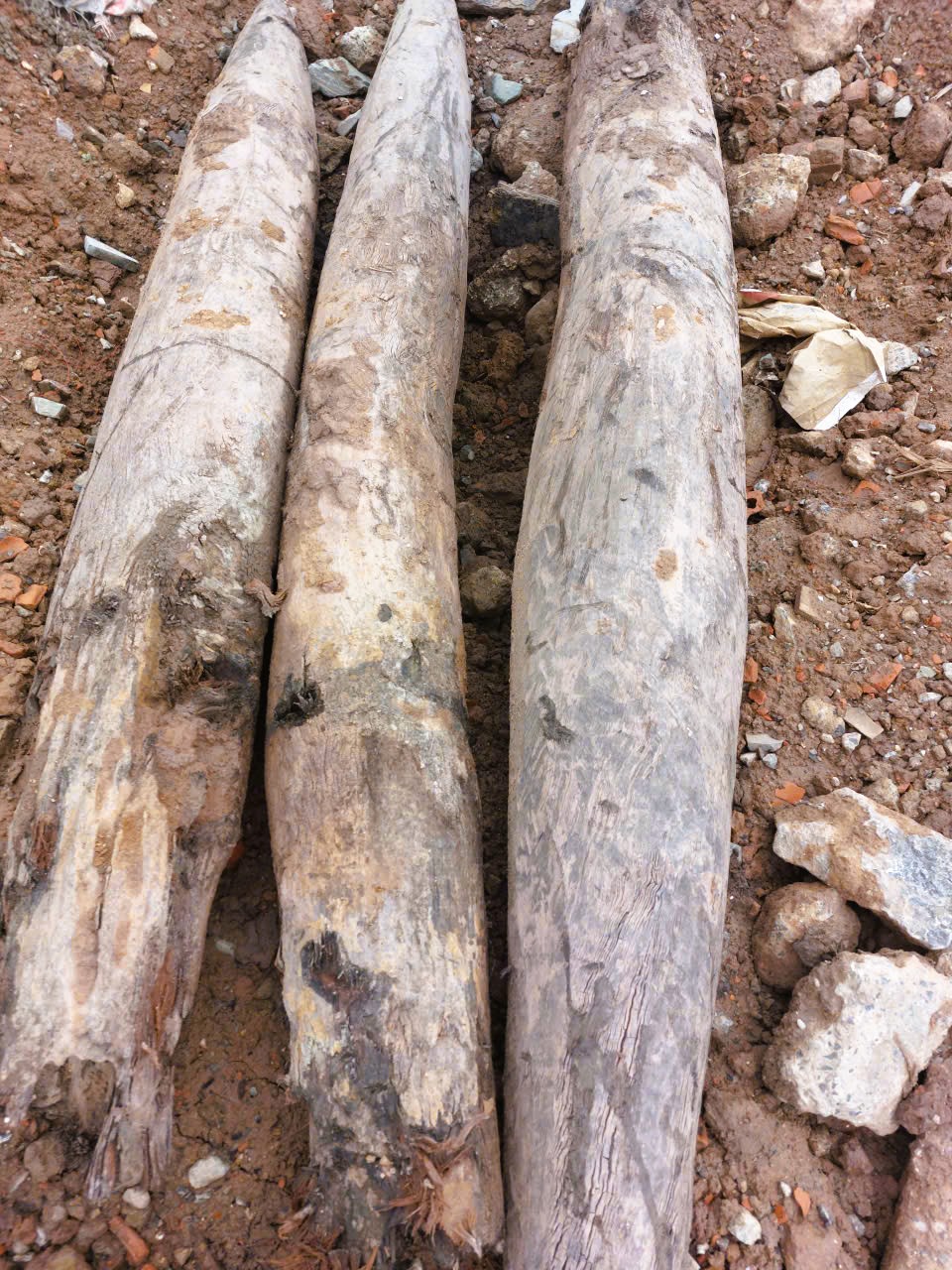 Cận cảnh 3 cọc gỗ cổ ph&aacute;t hiện dưới s&ocirc;ng, nghi c&oacute; từ thời Trần - Ảnh 6.