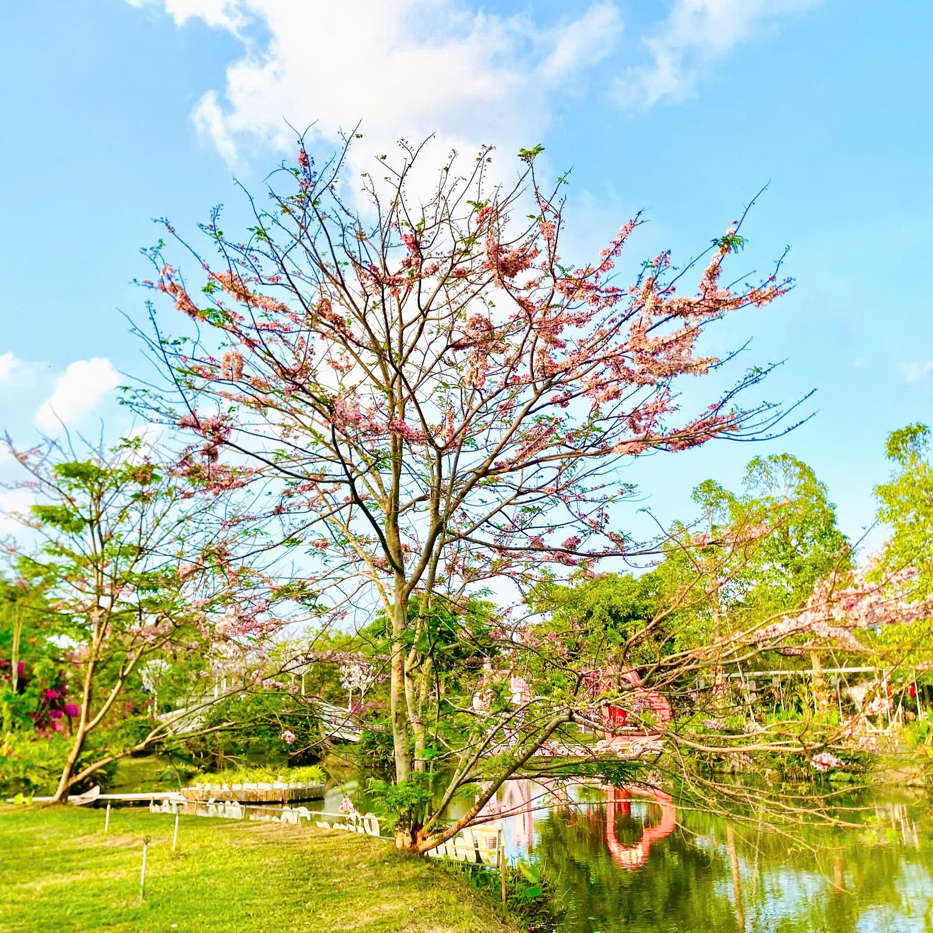  Vườn hoa anh đào đang gây sốt ở Sa Đéc - Ảnh 4.