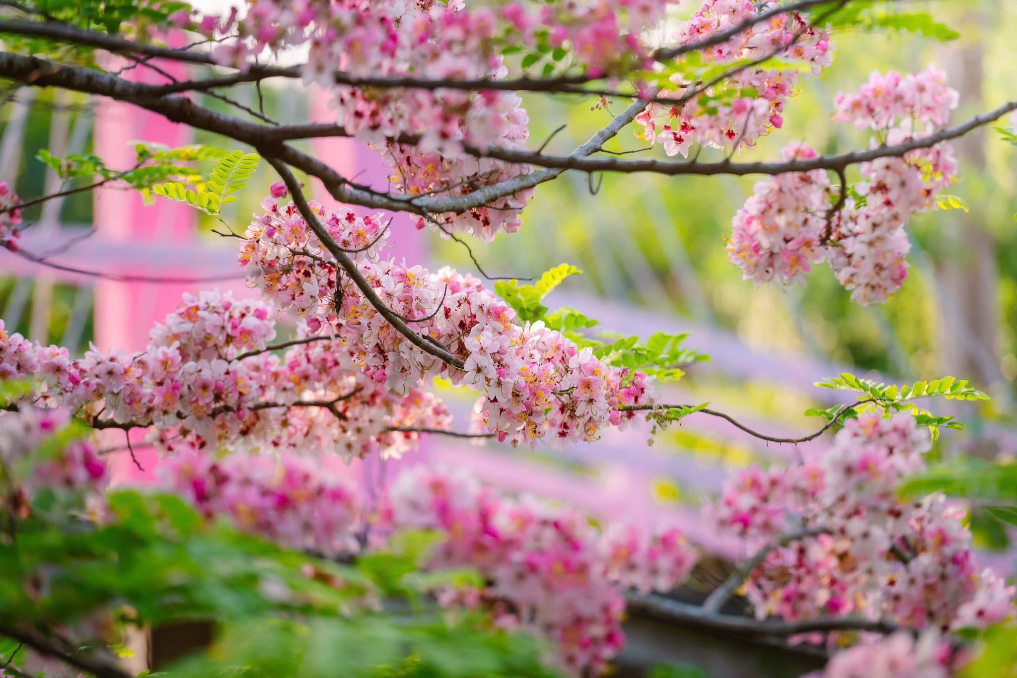  Vườn hoa anh đào đang gây sốt ở Sa Đéc - Ảnh 2.