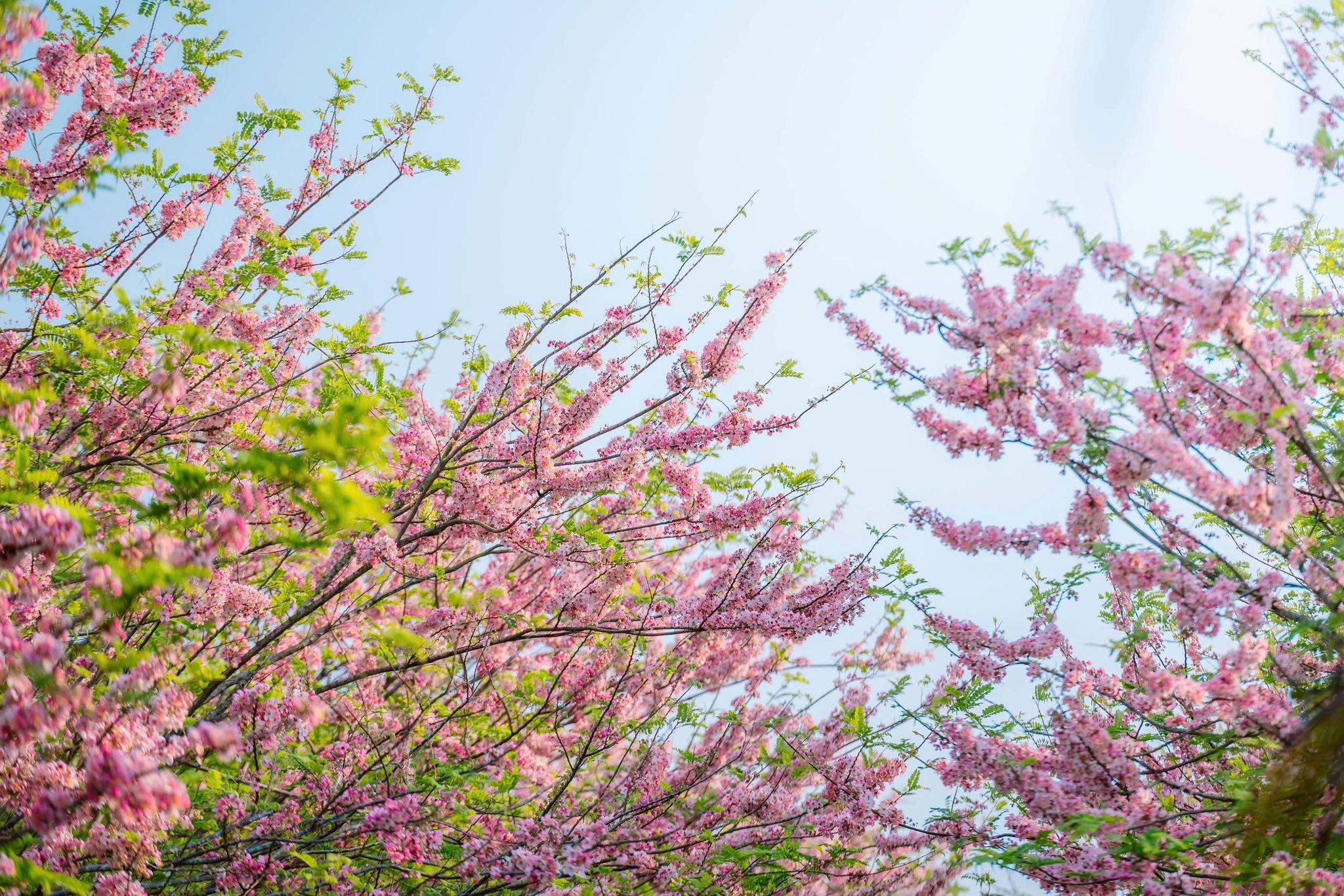  Vườn hoa anh đào đang gây sốt ở Sa Đéc - Ảnh 3.