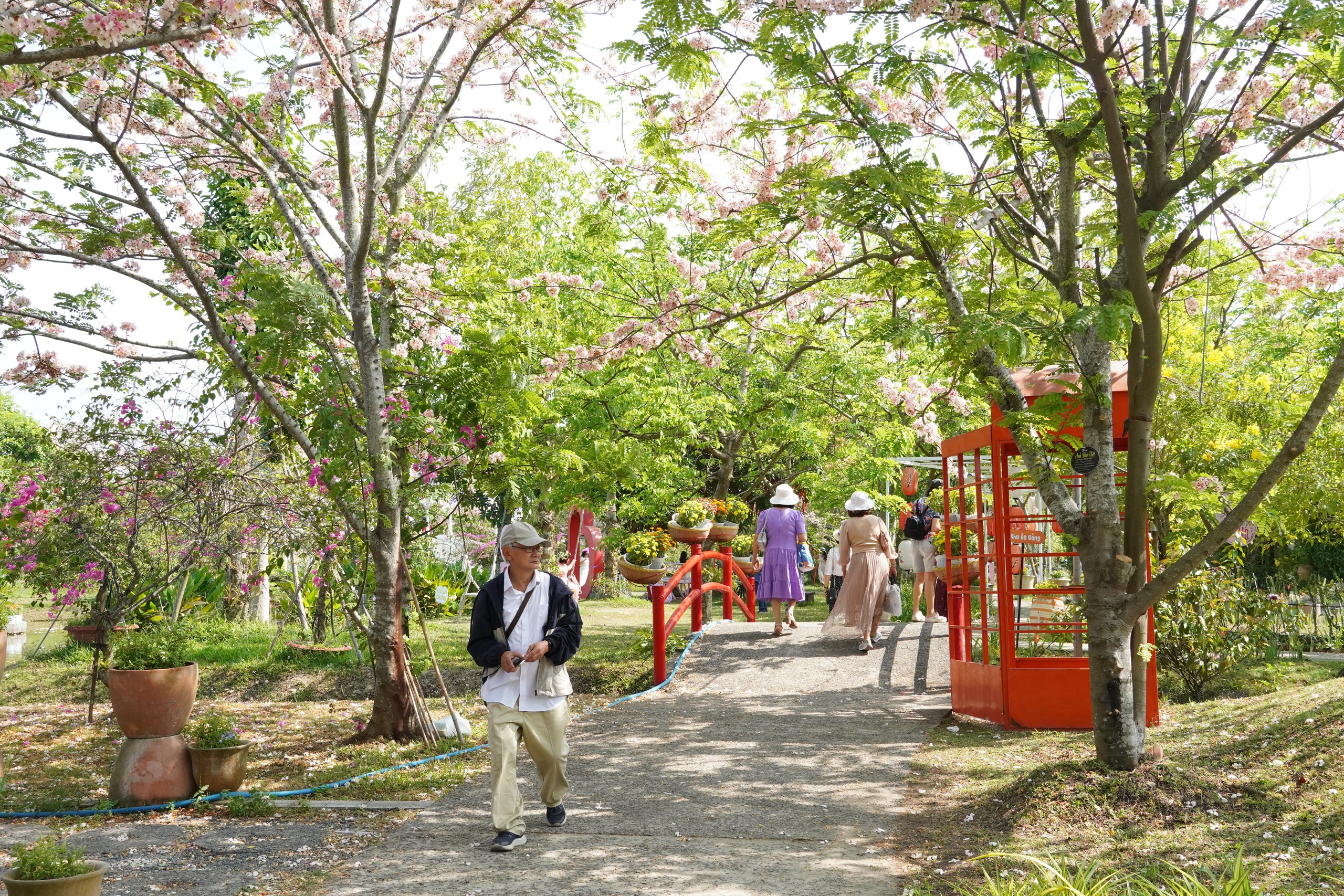  Vườn hoa anh đào đang gây sốt ở Sa Đéc - Ảnh 5.