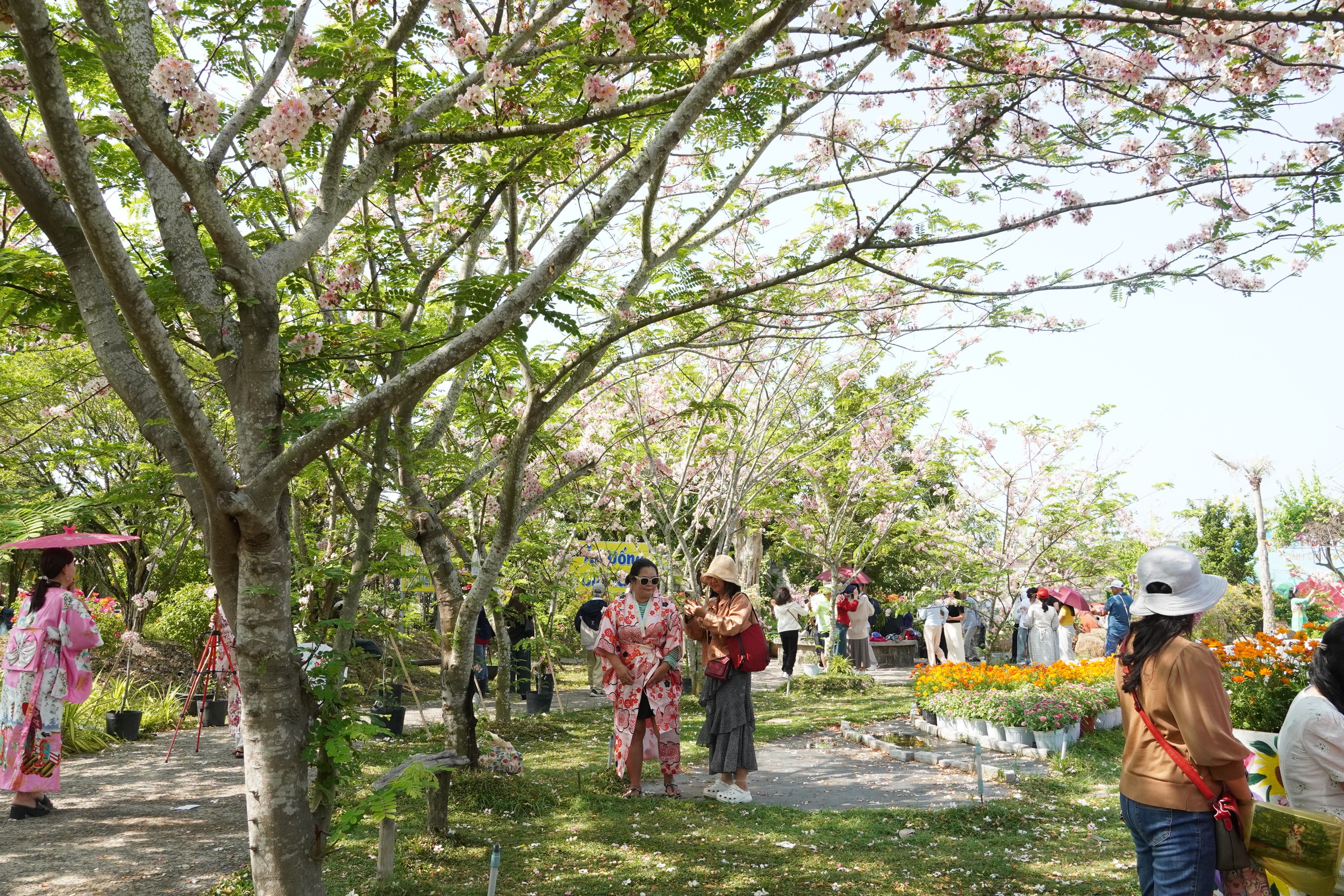  Vườn hoa anh đào đang gây sốt ở Sa Đéc - Ảnh 6.