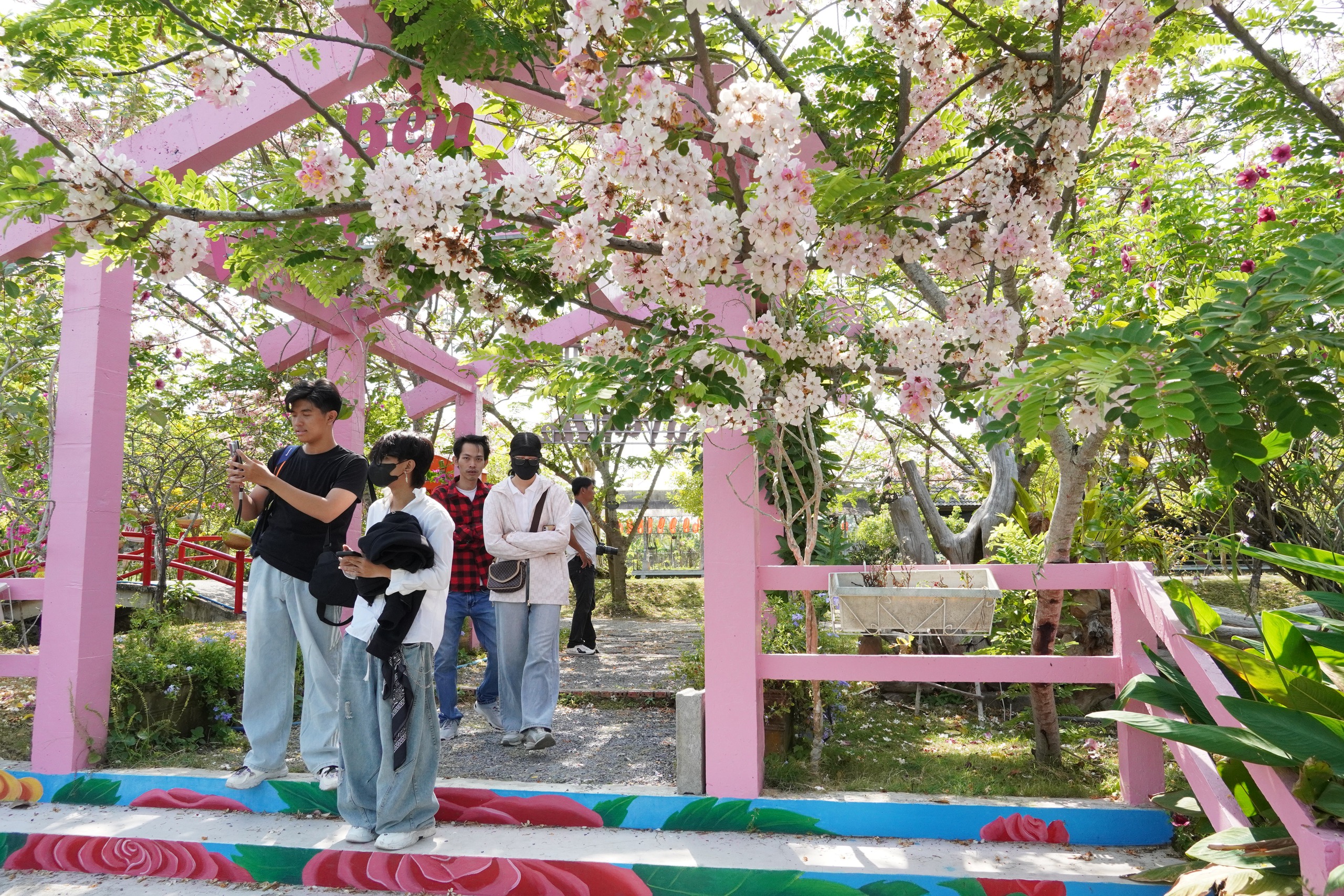  Vườn hoa anh đào đang gây sốt ở Sa Đéc - Ảnh 7.