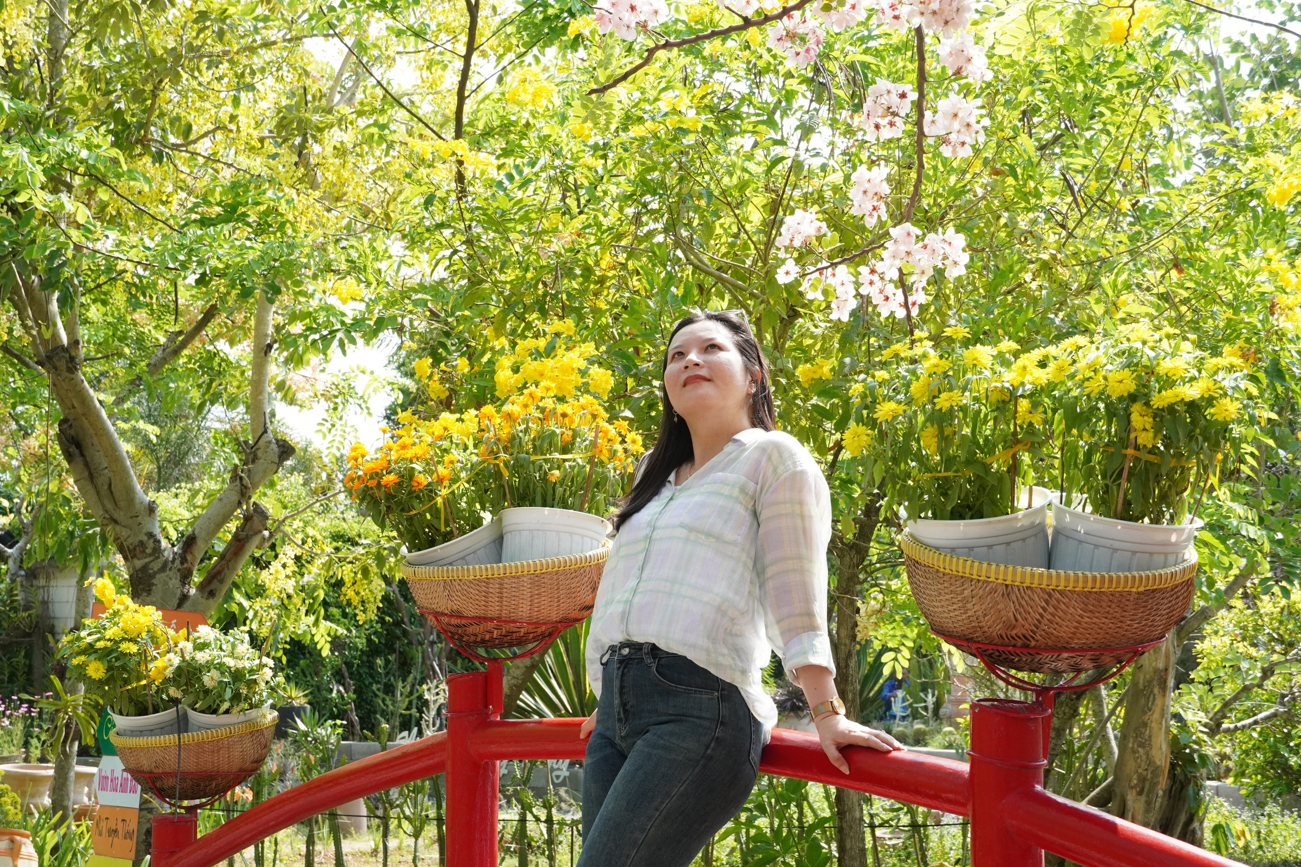  Vườn hoa anh đào đang gây sốt ở Sa Đéc - Ảnh 8.