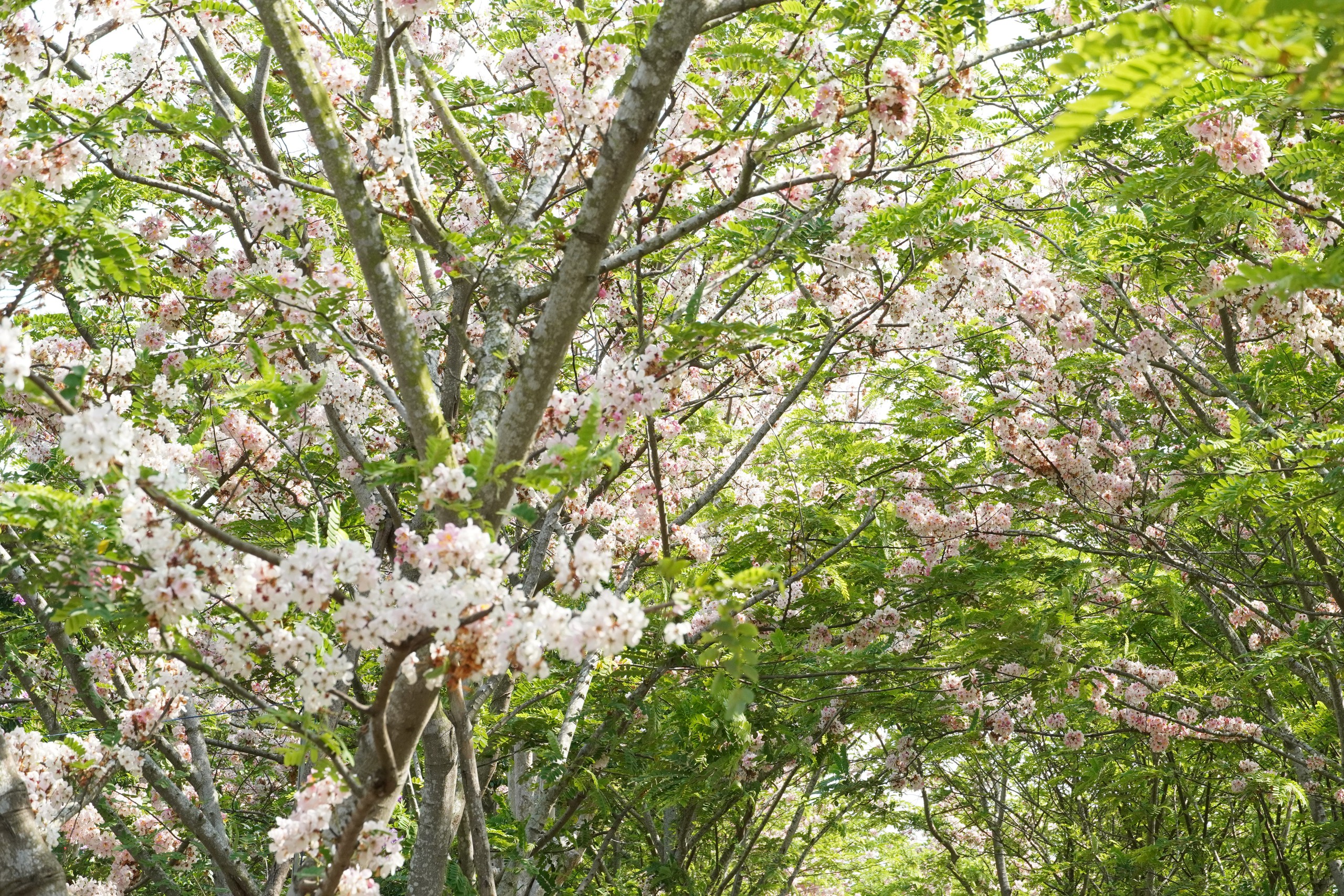  Vườn hoa anh đào đang gây sốt ở Sa Đéc - Ảnh 9.