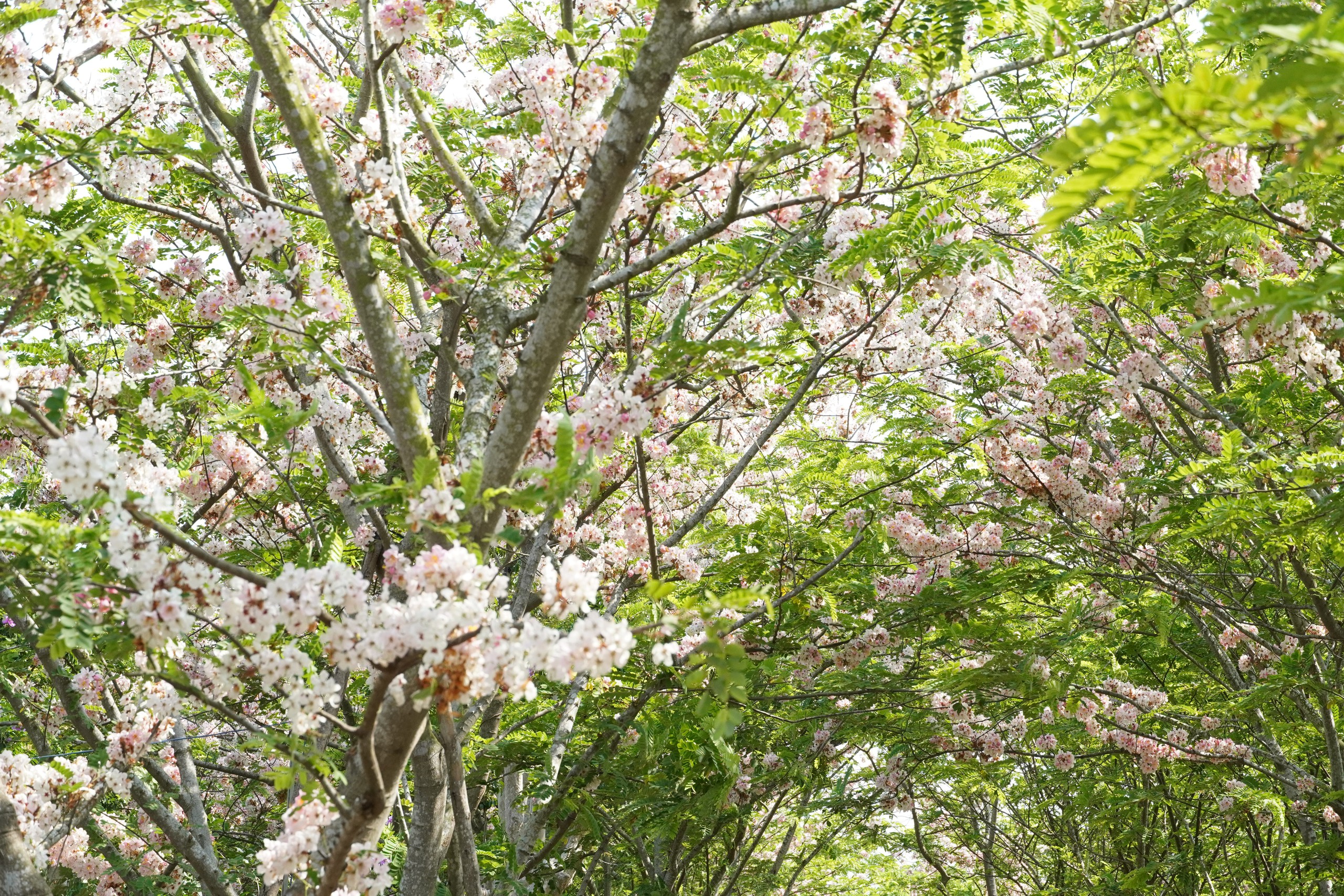  Vườn hoa anh đào đang gây sốt ở Sa Đéc - Ảnh 10.