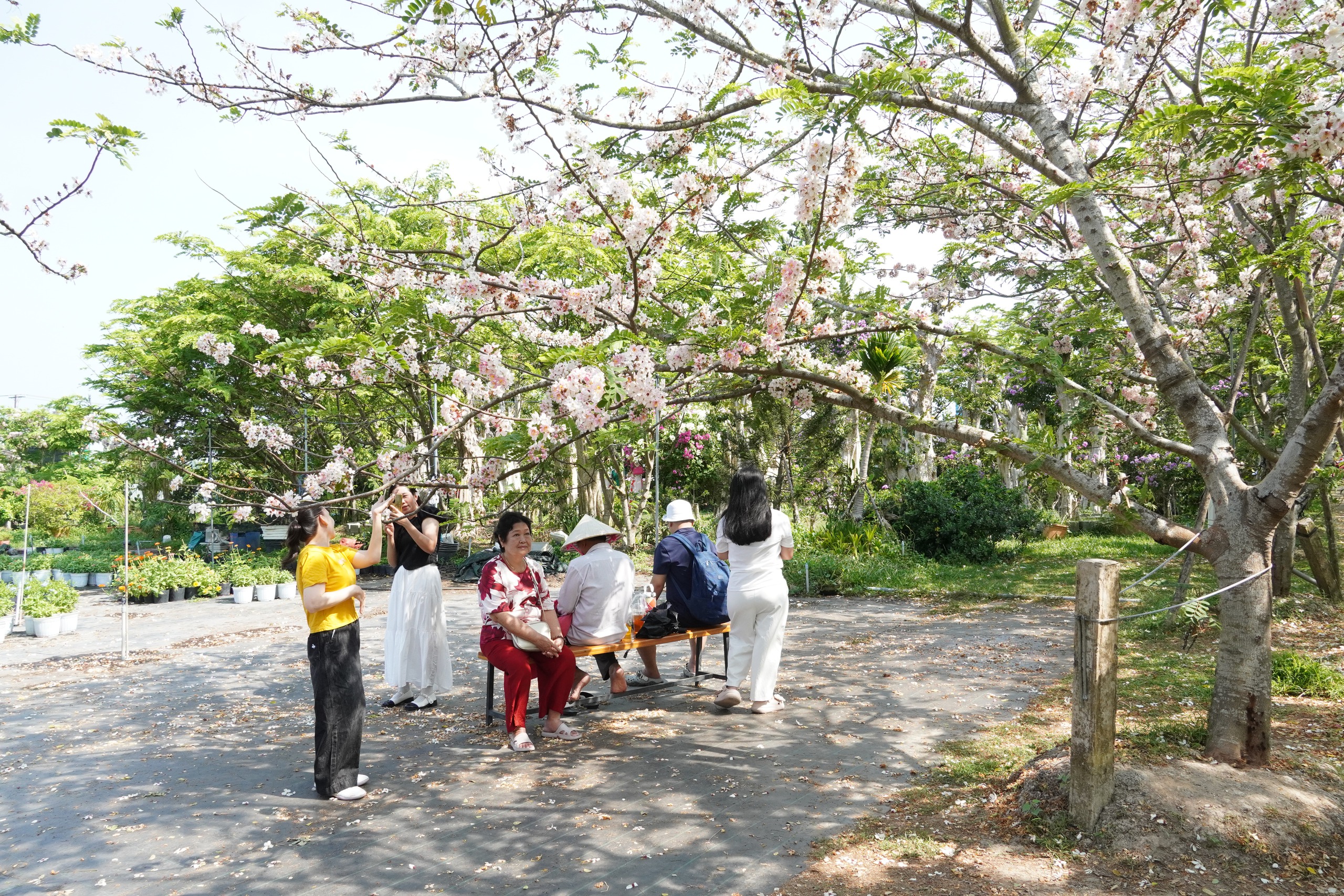  Vườn hoa anh đào đang gây sốt ở Sa Đéc - Ảnh 11.