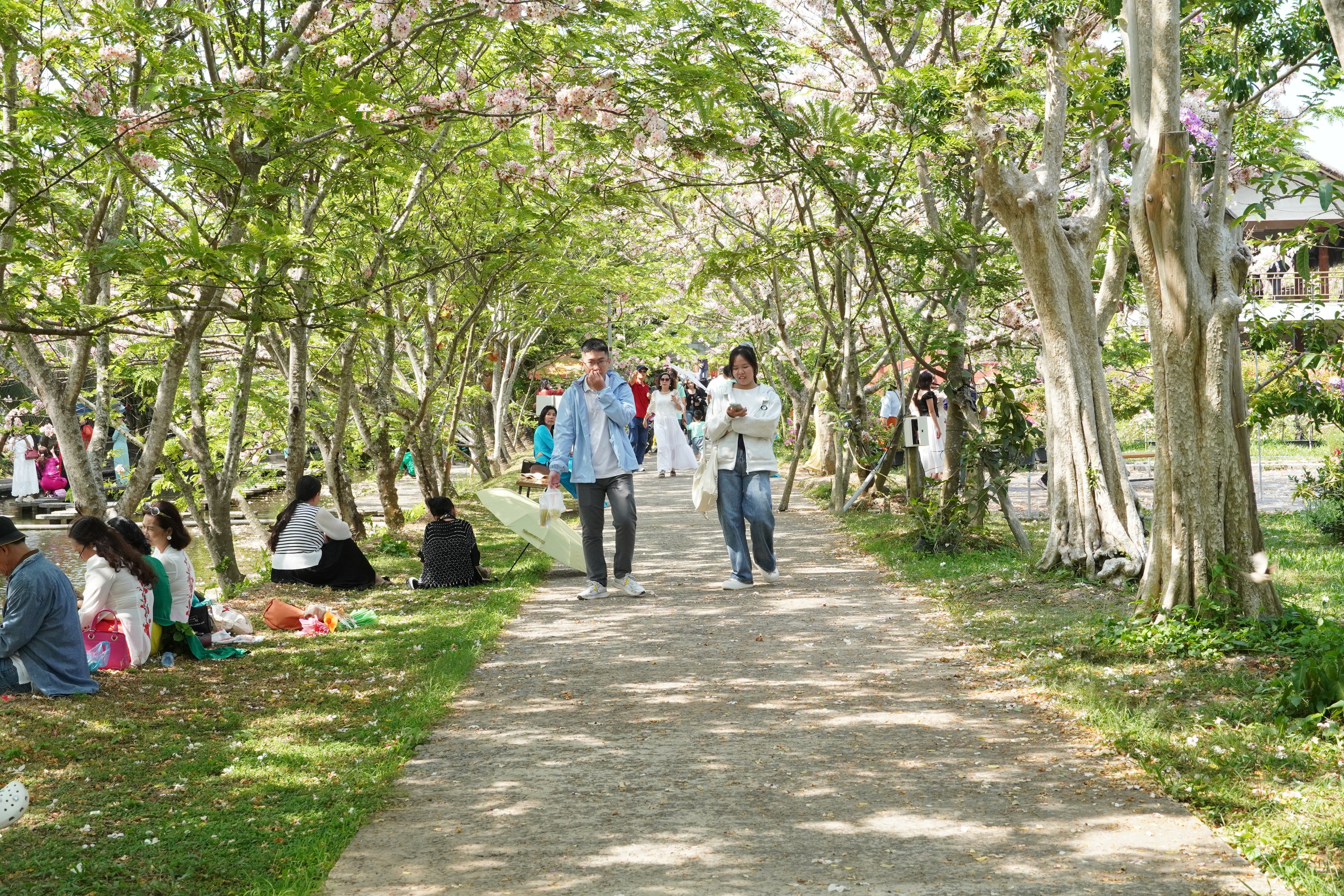  Vườn hoa anh đào đang gây sốt ở Sa Đéc - Ảnh 12.