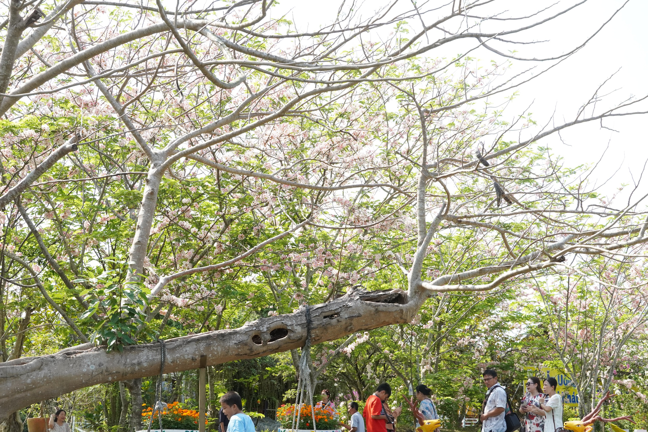  Vườn hoa anh đào đang gây sốt ở Sa Đéc - Ảnh 13.