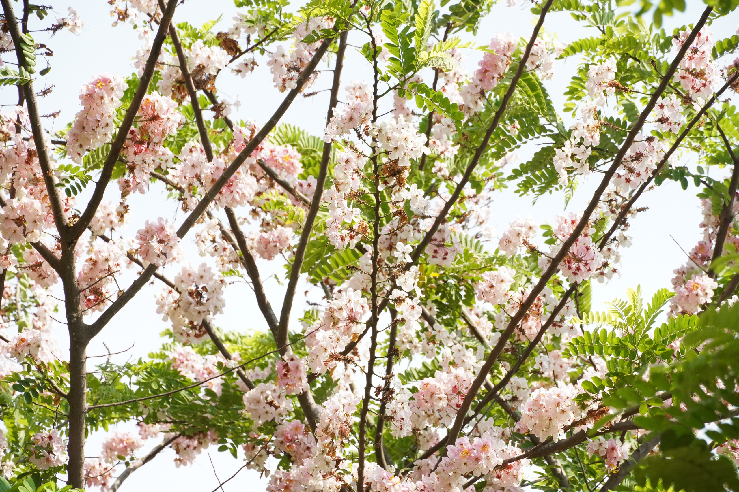  Vườn hoa anh đào đang gây sốt ở Sa Đéc - Ảnh 14.