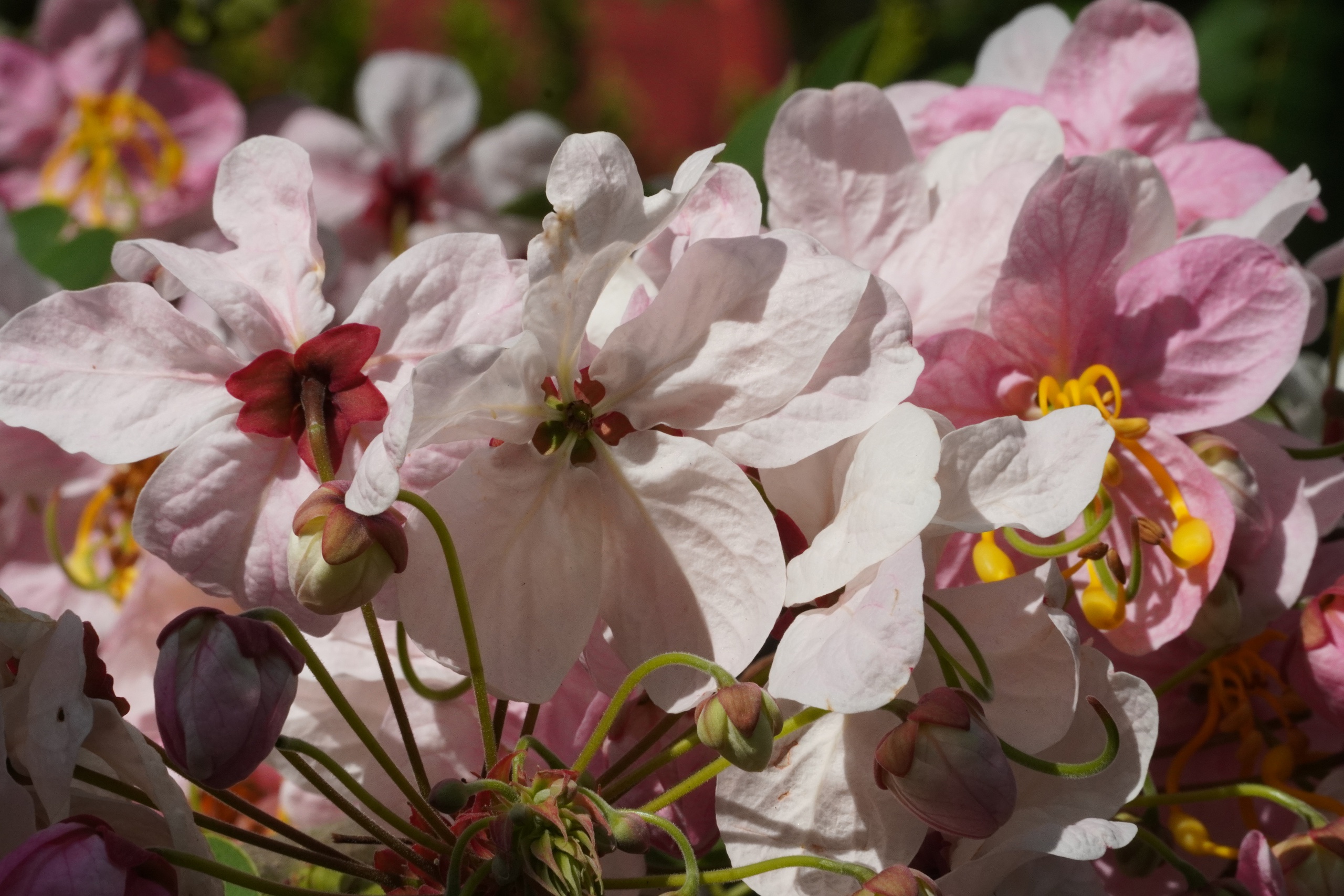  Vườn hoa anh đào đang gây sốt ở Sa Đéc - Ảnh 15.