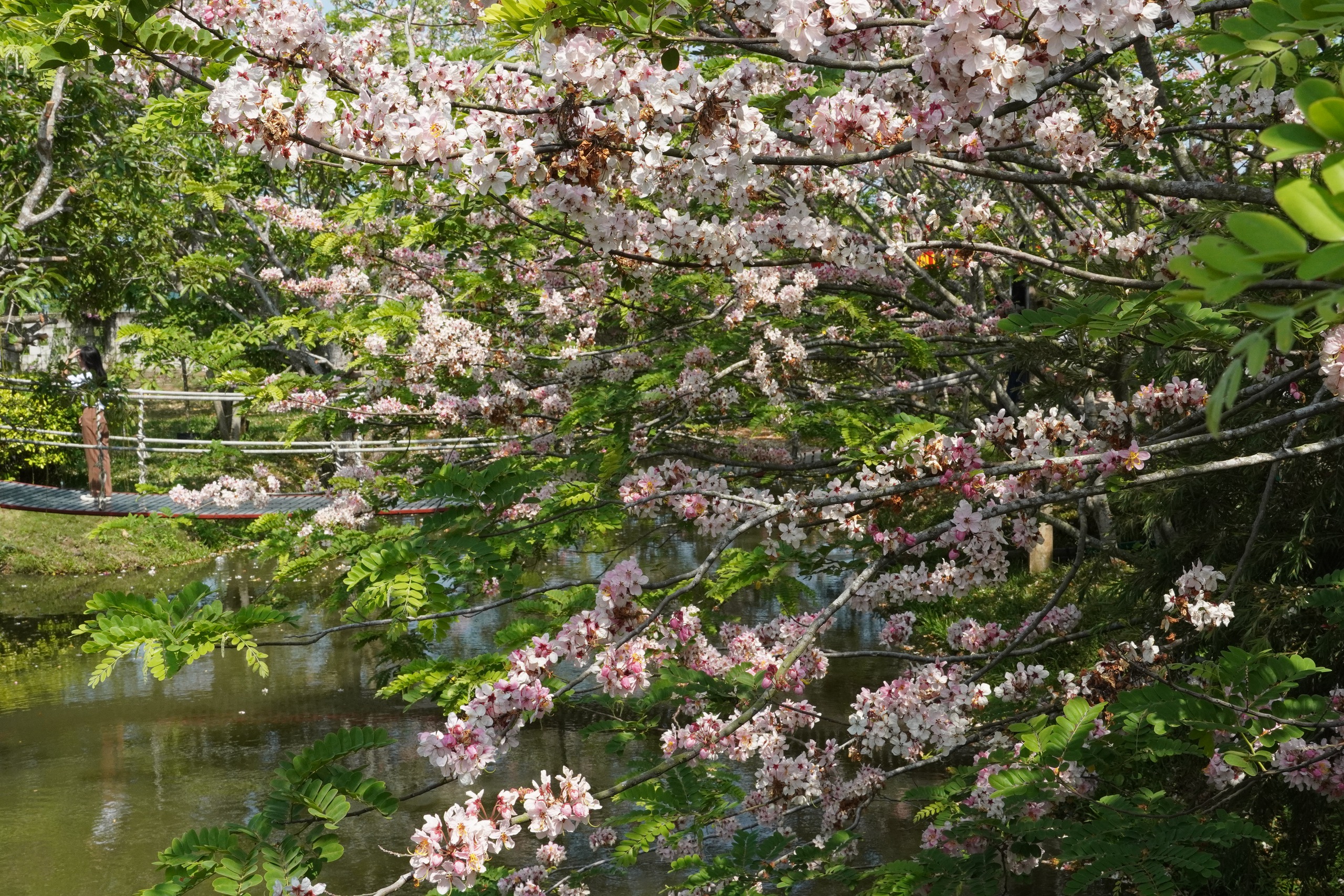  Vườn hoa anh đào đang gây sốt ở Sa Đéc - Ảnh 16.