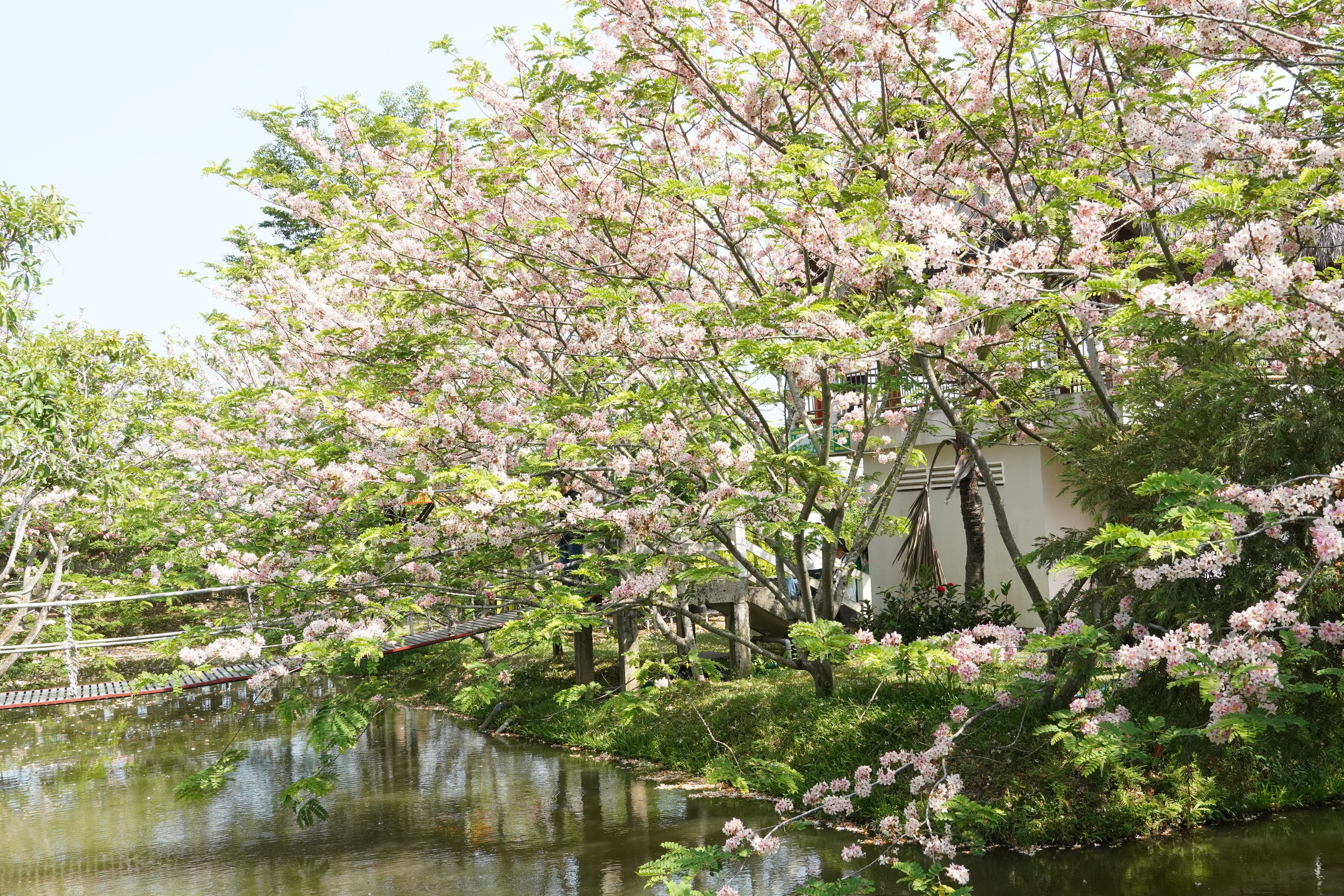  Vườn hoa anh đào đang gây sốt ở Sa Đéc - Ảnh 17.