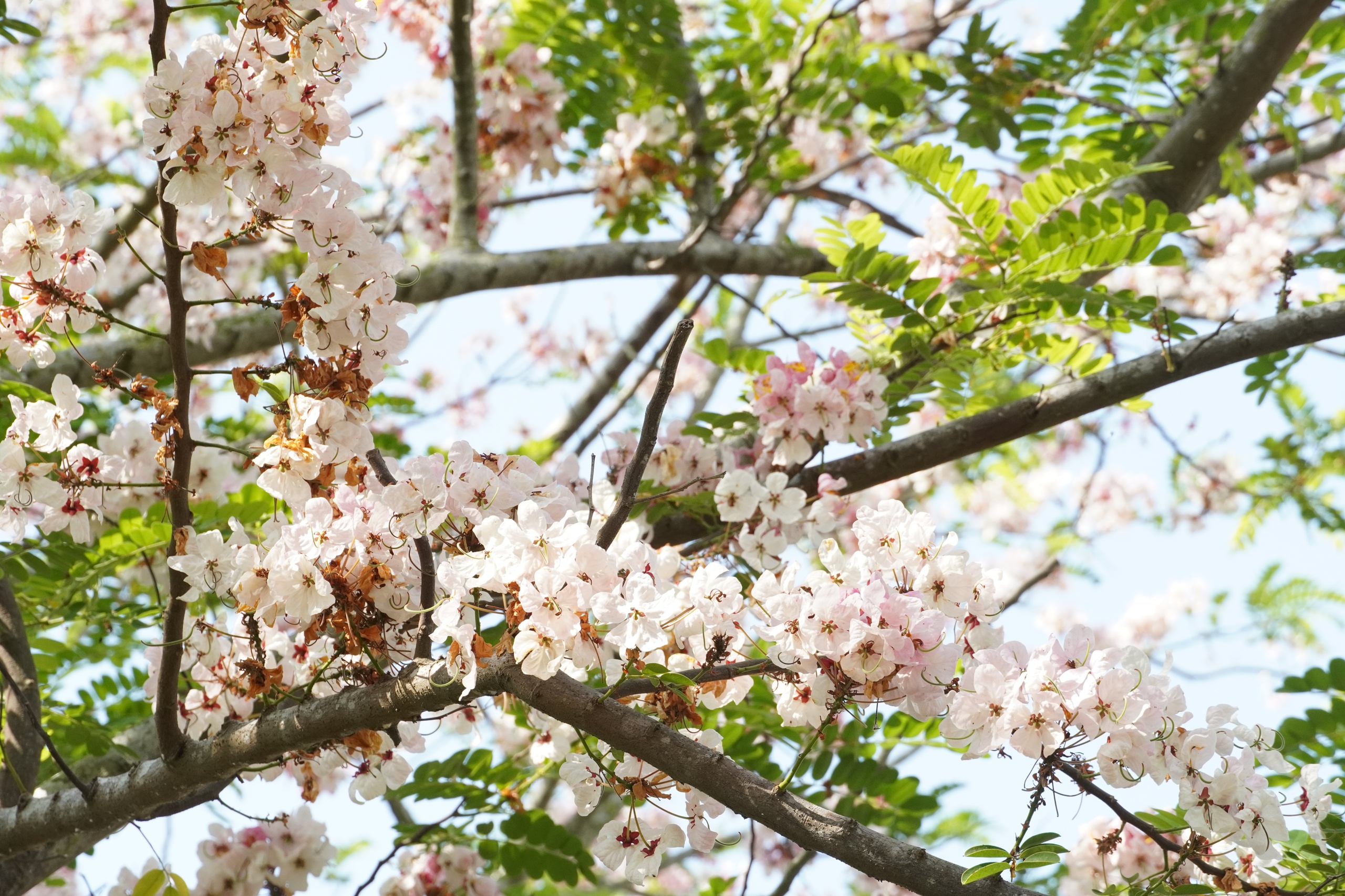  Vườn hoa anh đào đang gây sốt ở Sa Đéc - Ảnh 18.