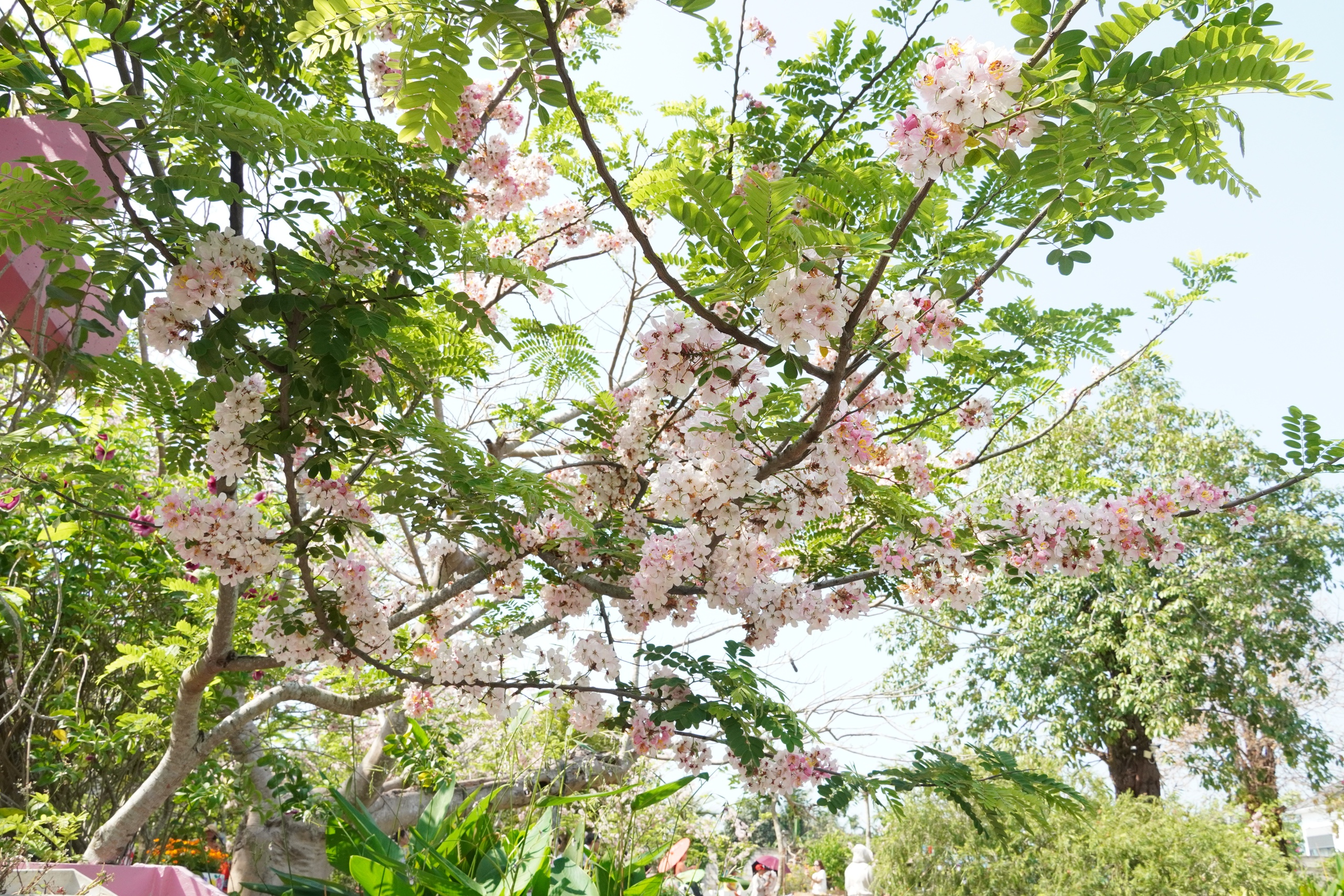  Vườn hoa anh đào đang gây sốt ở Sa Đéc - Ảnh 19.