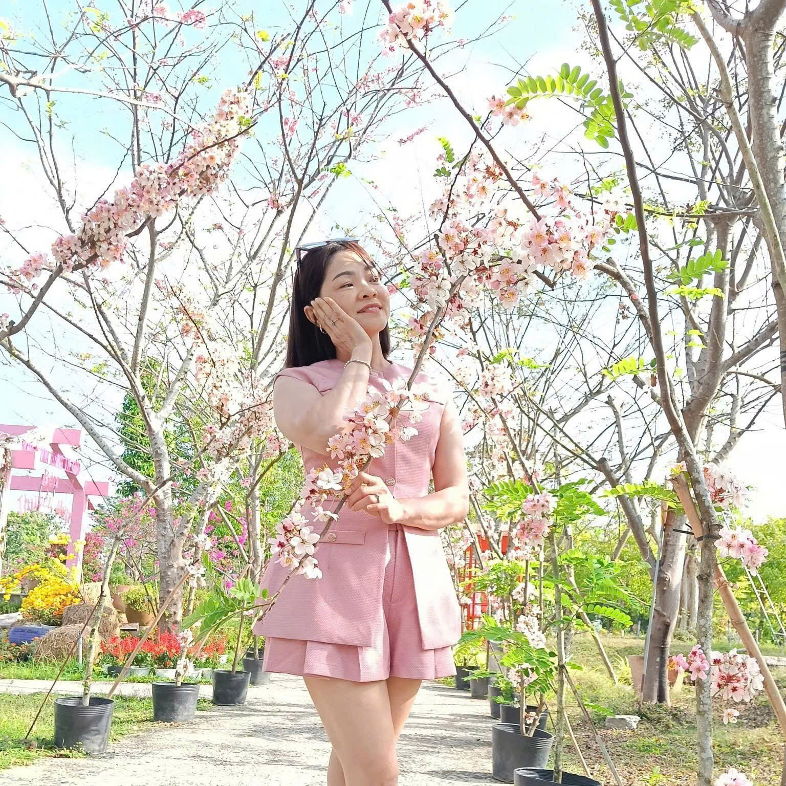  Vườn hoa anh đào đang gây sốt ở Sa Đéc - Ảnh 23.