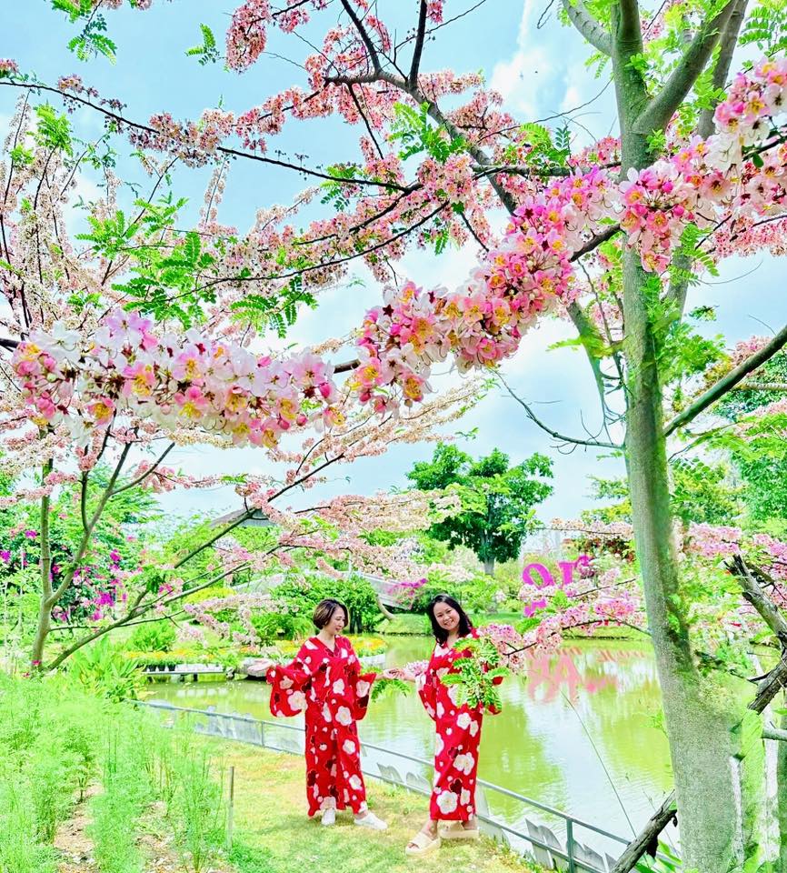  Vườn hoa anh đào đang gây sốt ở Sa Đéc - Ảnh 25.