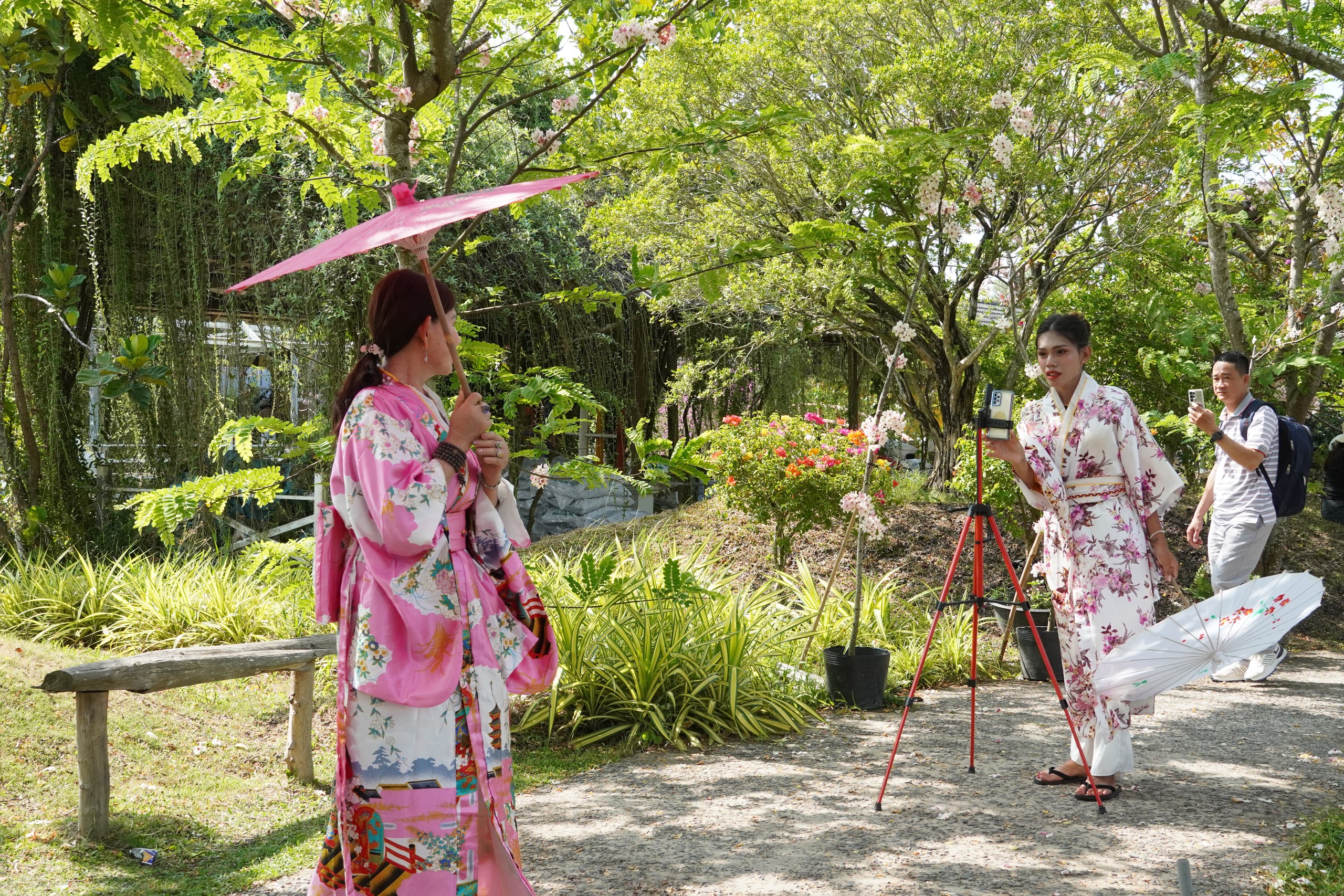  Vườn hoa anh đào đang gây sốt ở Sa Đéc - Ảnh 24.