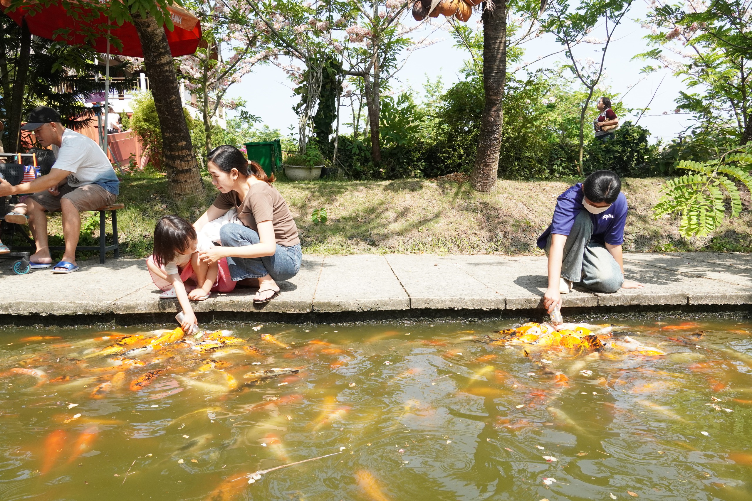  Vườn hoa anh đào đang gây sốt ở Sa Đéc - Ảnh 26.