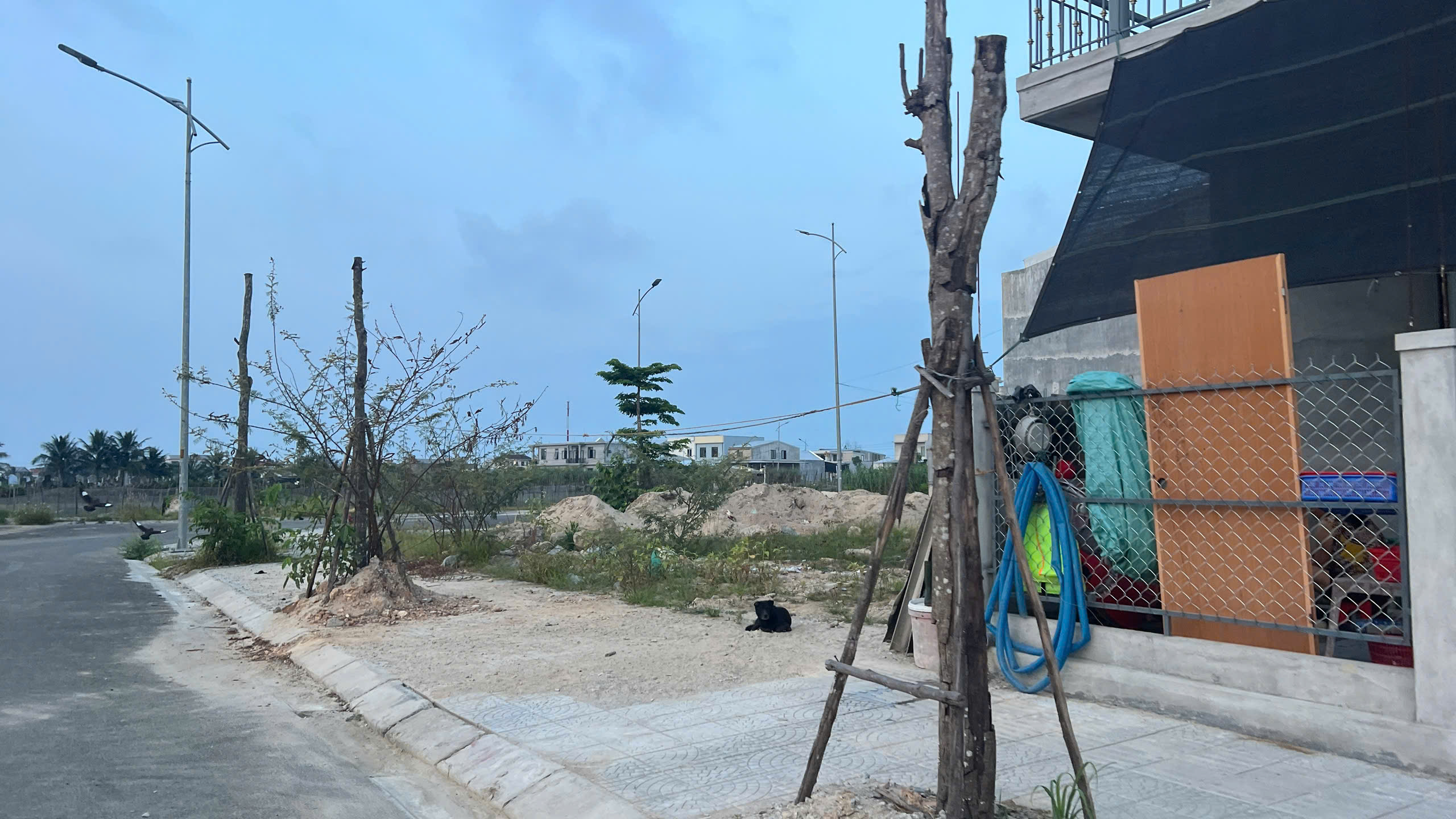 H&agrave;ng loạt c&acirc;y xanh "chết đứng" ở khu đ&ocirc; thị mới v&ugrave;ng biển - Ảnh 1.