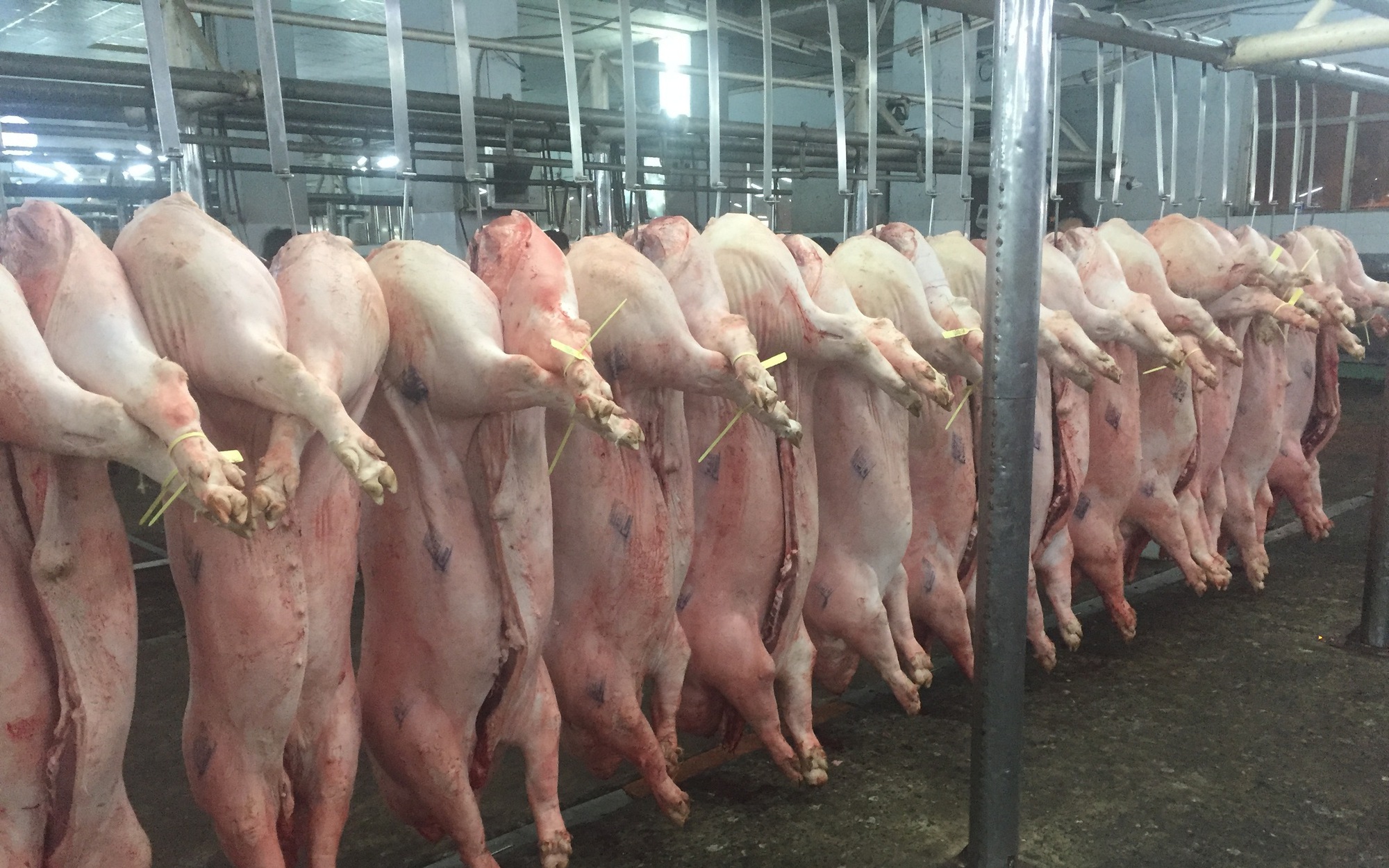 Gi&aacute; heo hơi h&ocirc;m nay, 1-5: Chợ đầu mối quay đầu giảm - Ảnh 2.