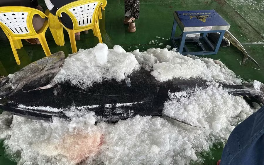 Ngư dân Gia Lai liên tiếp trúng đậm cá ngừ đại dương “khủng” - Ảnh 2.