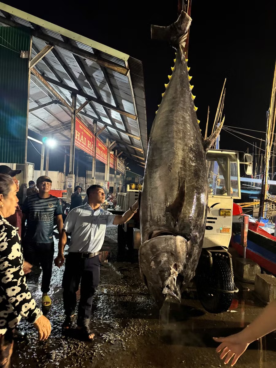 Ngư dân Gia Lai liên tiếp trúng đậm cá ngừ đại dương “khủng” - Ảnh 1.