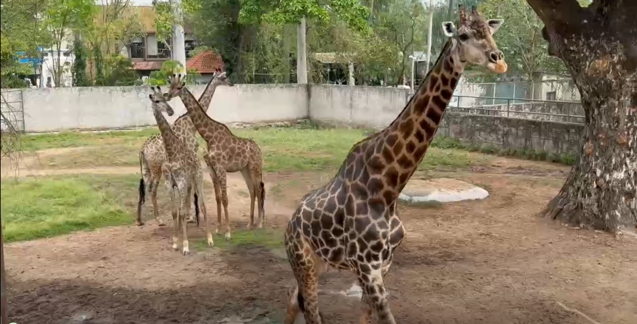 Hươu cao cổ Thảo Em “lên xe hoa” tại Thảo Cầm Viên dịp lễ 30-4 - Ảnh 1.