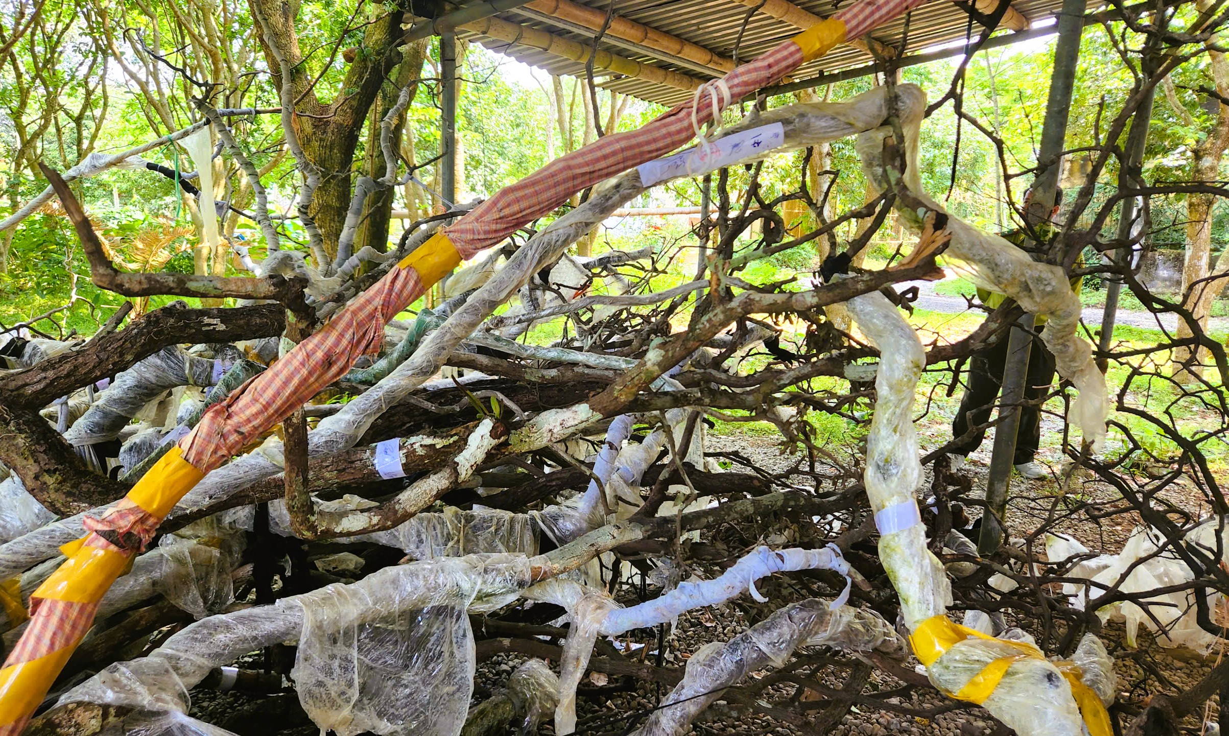 Lắp camera bảo vệ cây muội hồng tang vật - Ảnh 3.