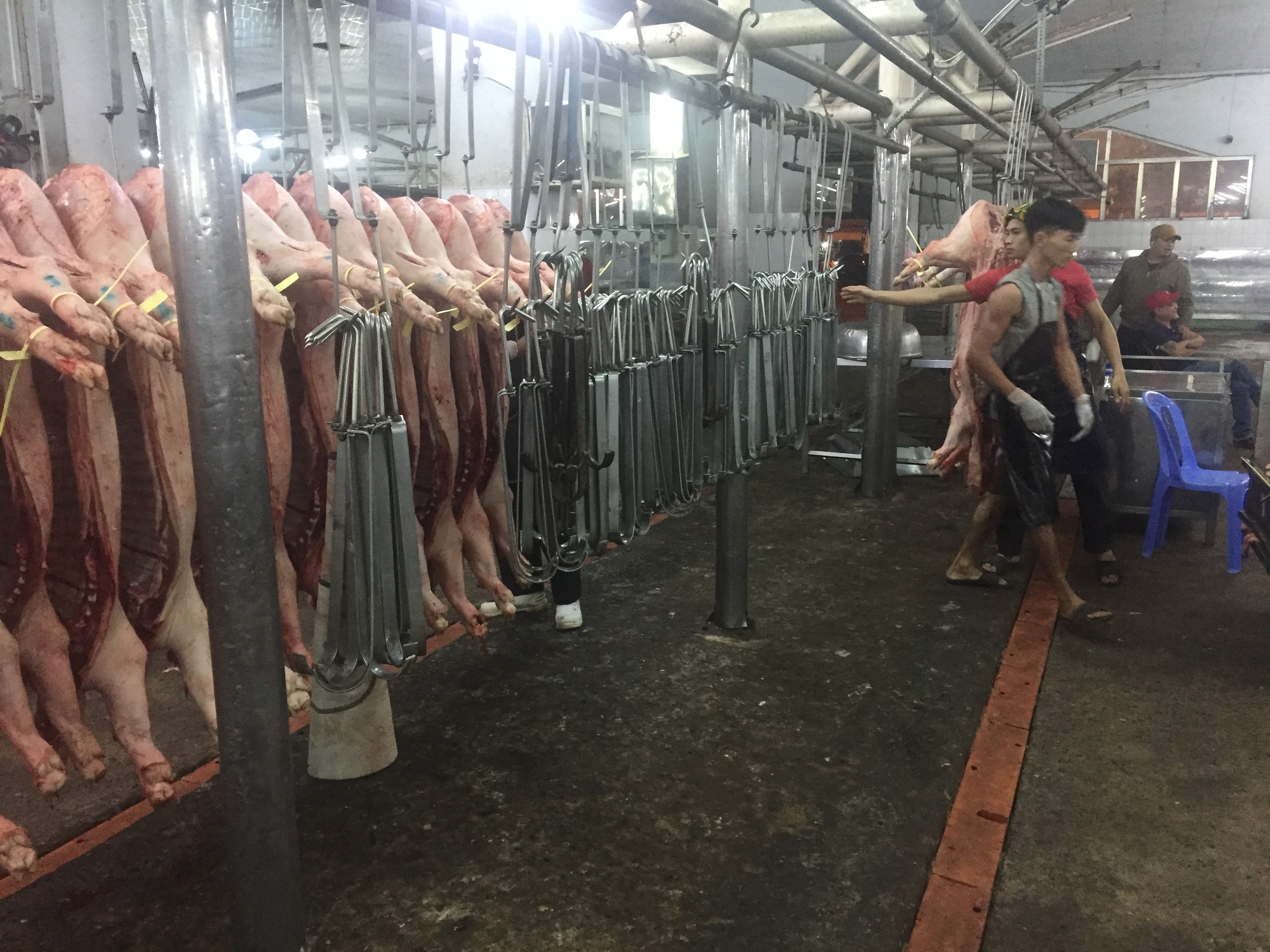 Giá heo hơi hôm nay, 1-5: Chợ đầu mối quay đầu giảm - Ảnh 1.