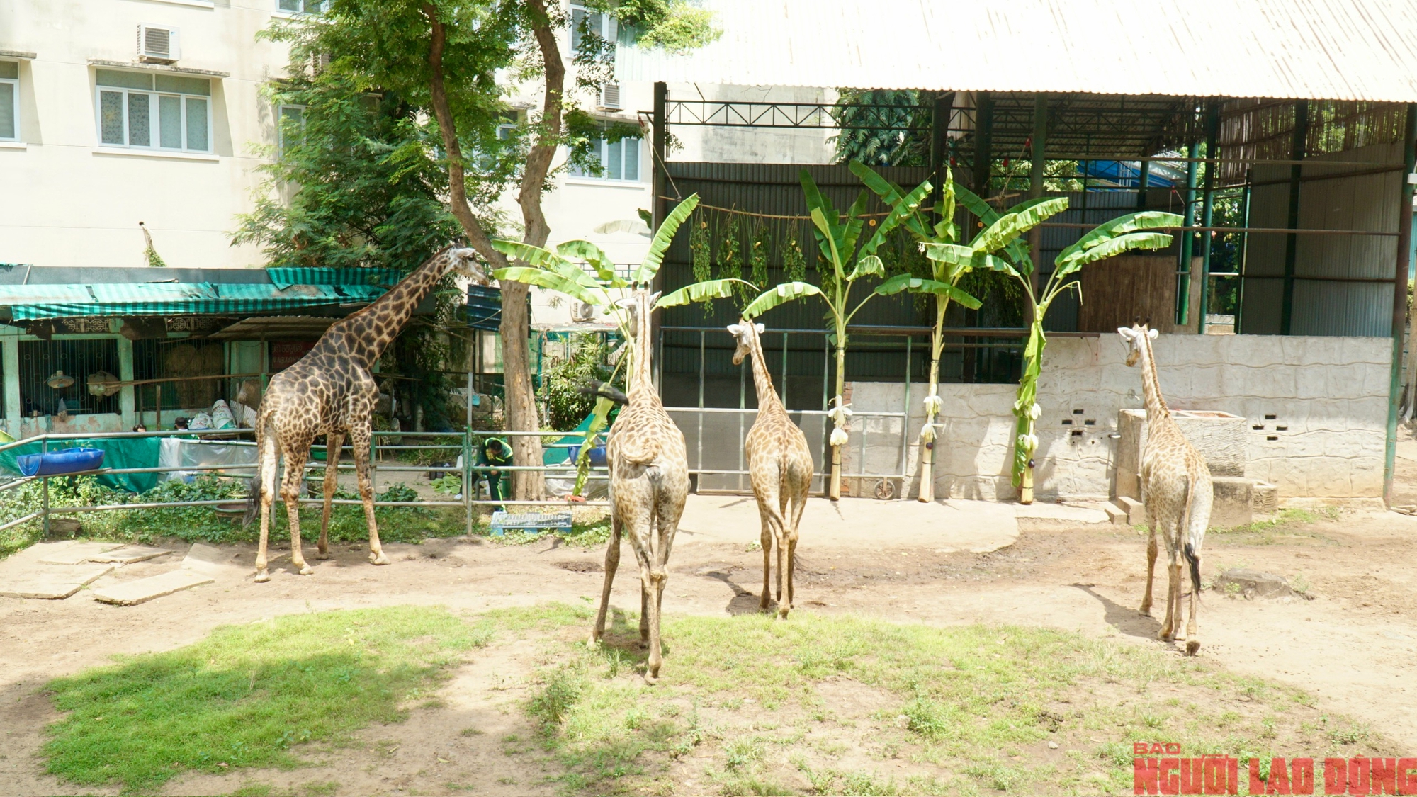 Lễ cưới lạ: Hươu cao cổ "rước d&acirc;u" tại Thảo Cầm Vi&ecirc;n S&agrave;i G&ograve;n - Ảnh 1.