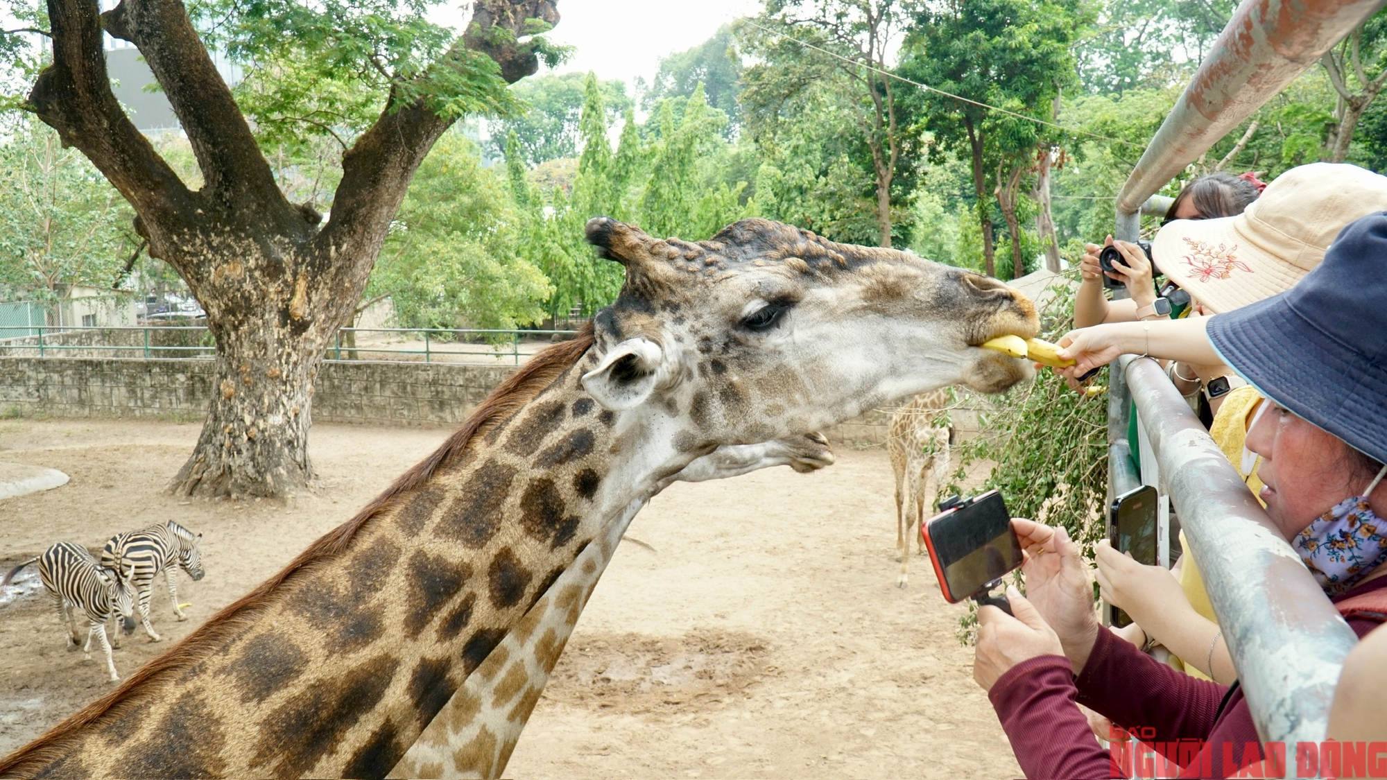 Lễ cưới lạ: Hươu cao cổ "rước d&acirc;u" tại Thảo Cầm Vi&ecirc;n S&agrave;i G&ograve;n - Ảnh 2.