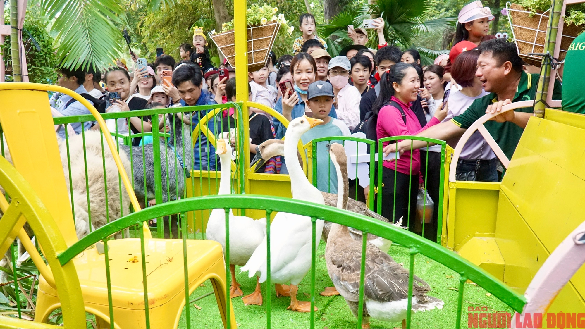 Lễ cưới lạ: Hươu cao cổ "rước d&acirc;u" tại Thảo Cầm Vi&ecirc;n S&agrave;i G&ograve;n - Ảnh 4.