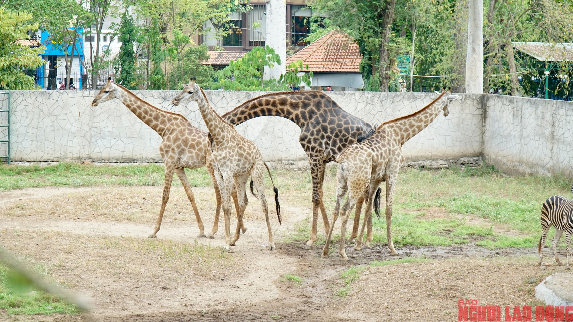 Lễ cưới lạ: Hươu cao cổ "rước d&acirc;u" tại Thảo Cầm Vi&ecirc;n S&agrave;i G&ograve;n - Ảnh 10.
