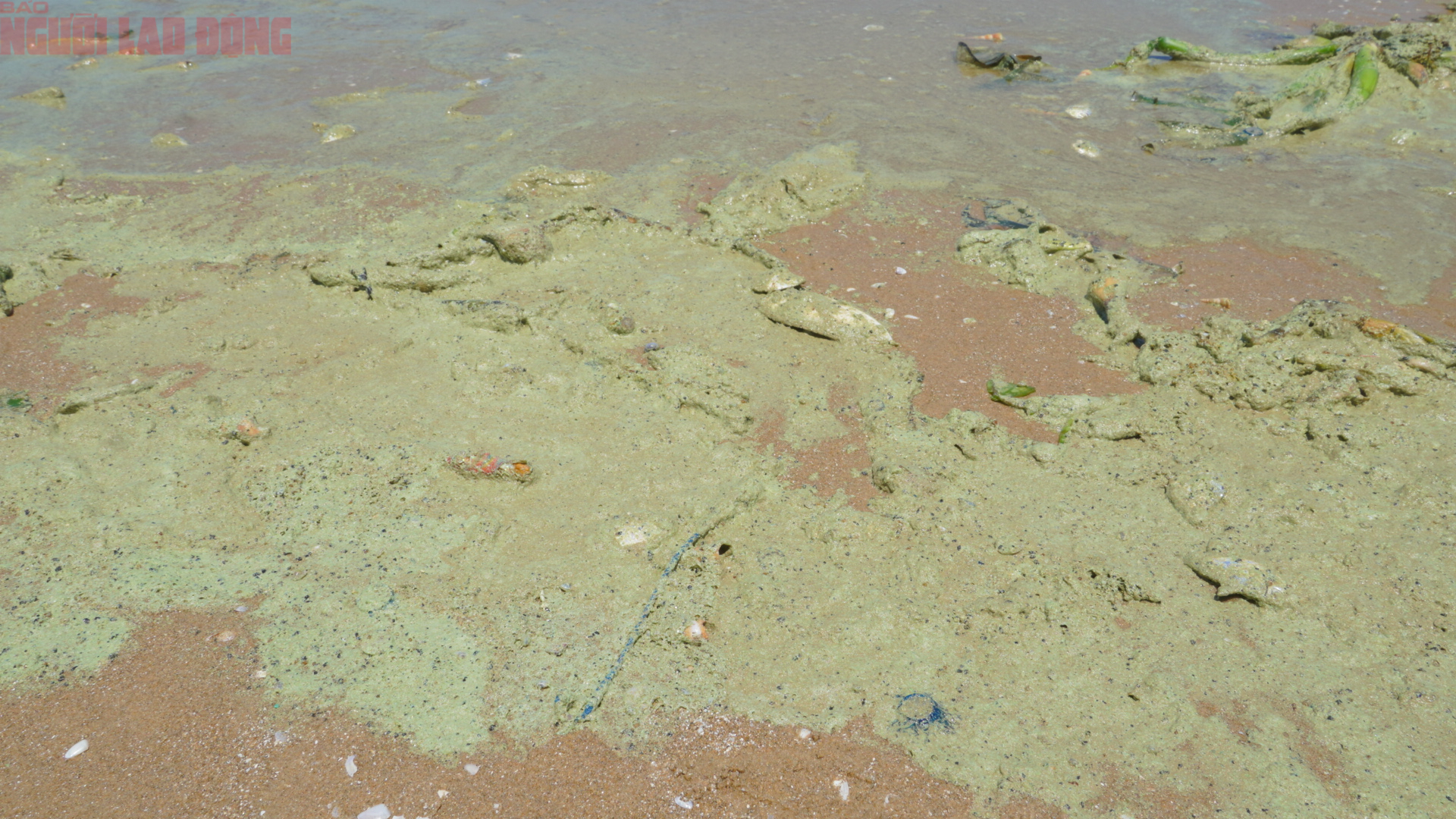 Biển B&atilde;i Sau Vũng T&agrave;u chuyển m&agrave;u xanh như matcha , du kh&aacute;ch lo ngại điều g&igrave;? - Ảnh 2.