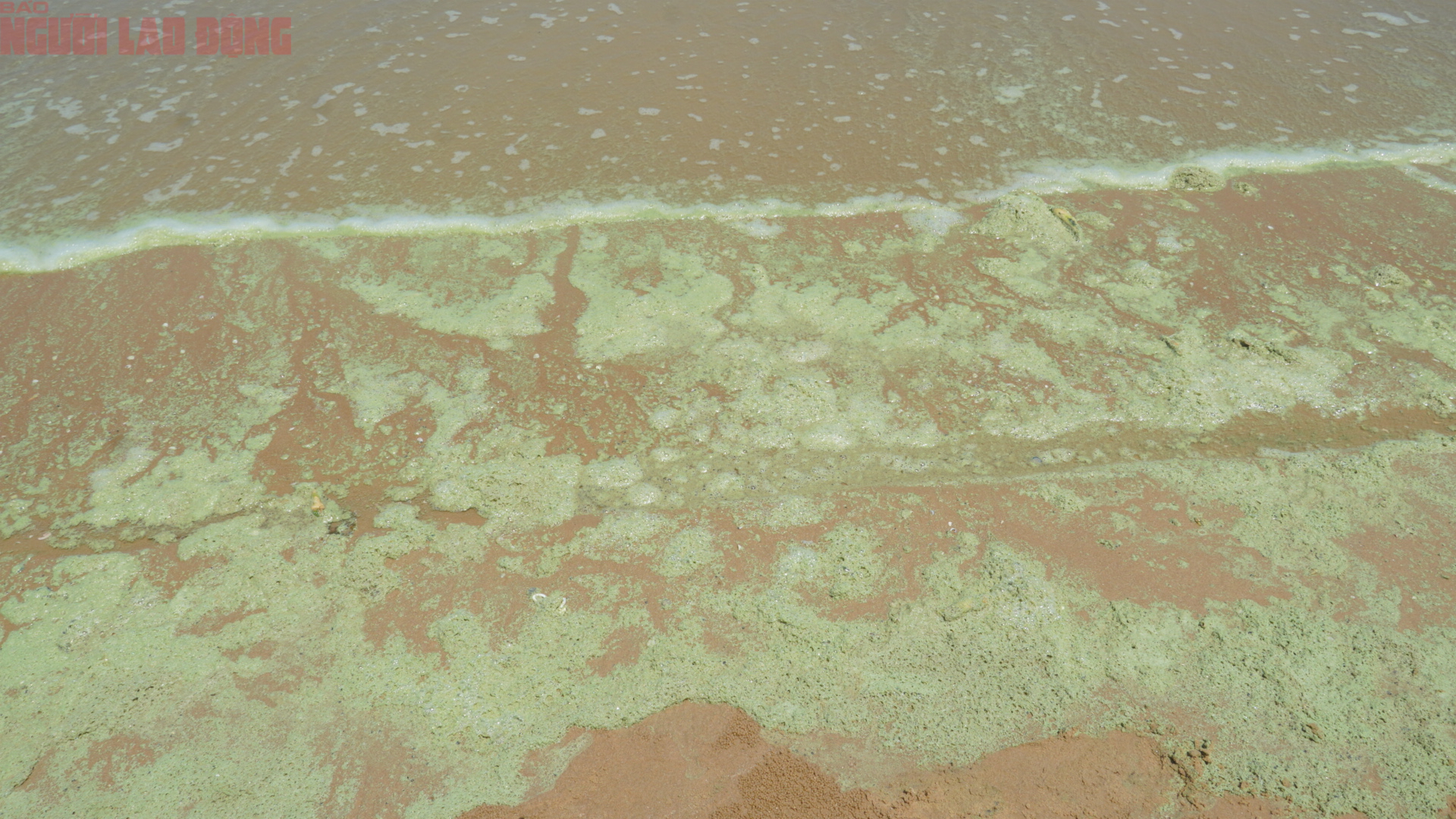 Biển B&atilde;i Sau Vũng T&agrave;u chuyển m&agrave;u xanh như matcha , du kh&aacute;ch lo ngại điều g&igrave;? - Ảnh 7.